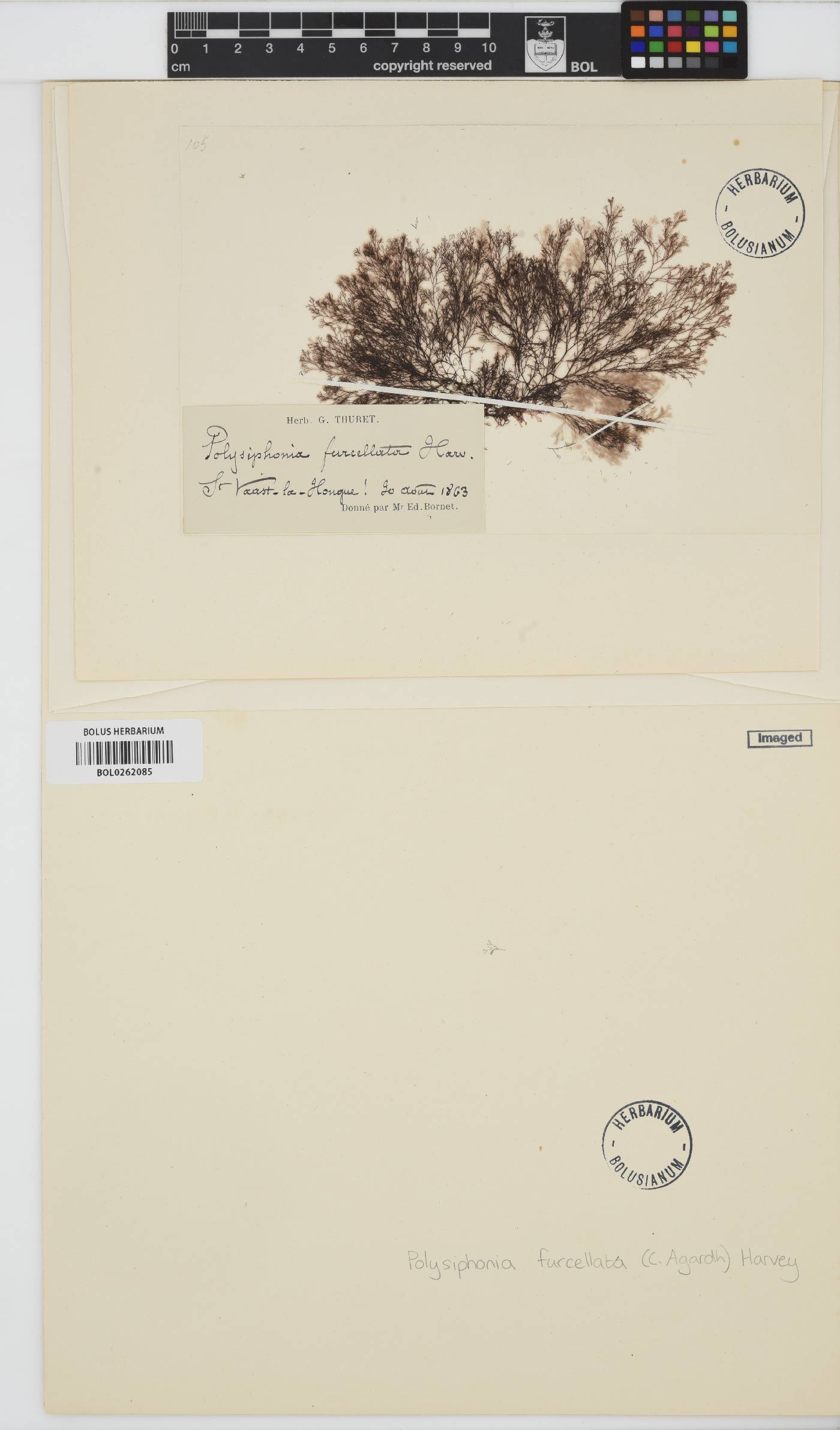 Vertebrata furcellata image