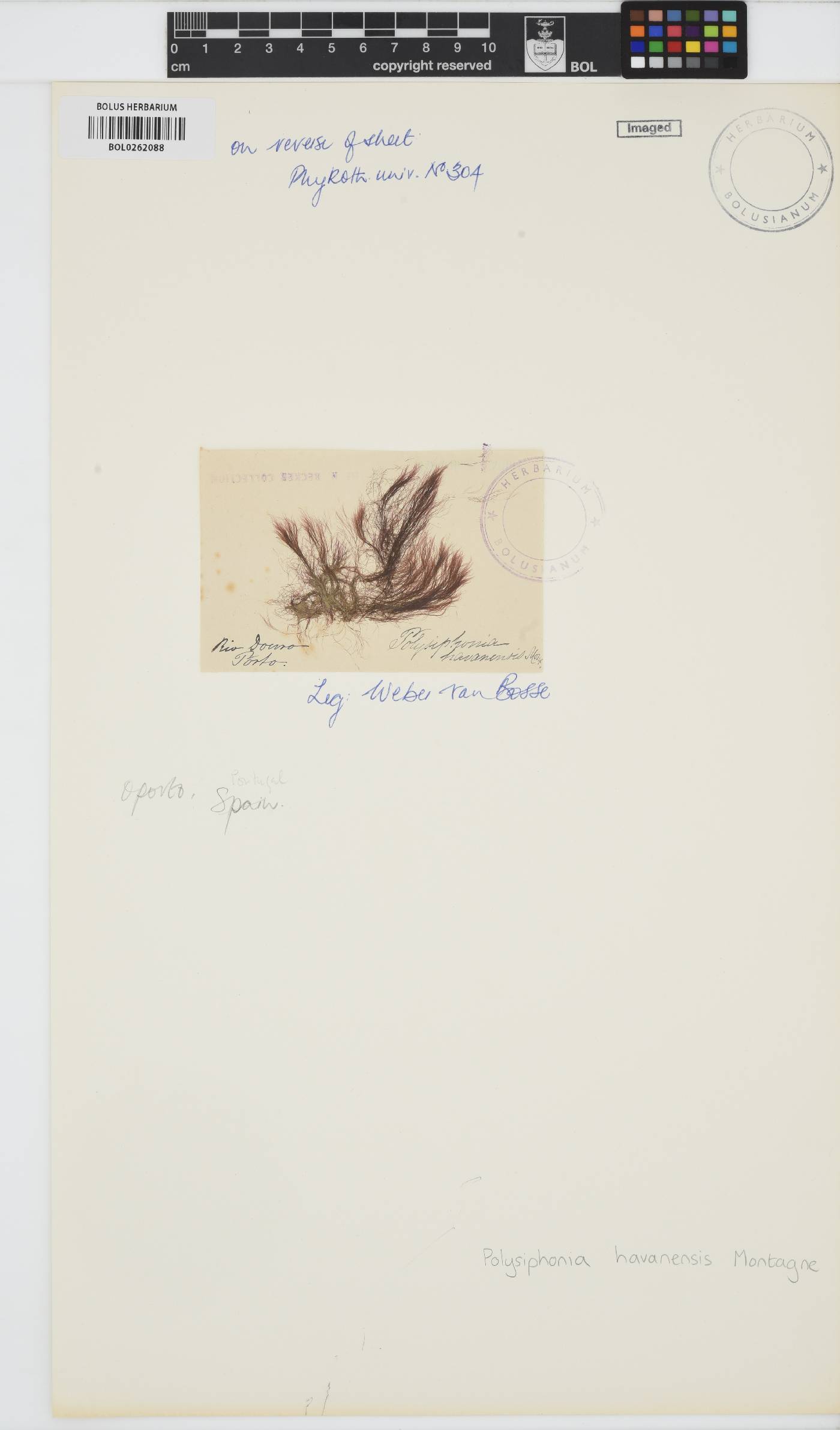 Polysiphonia havanensis image