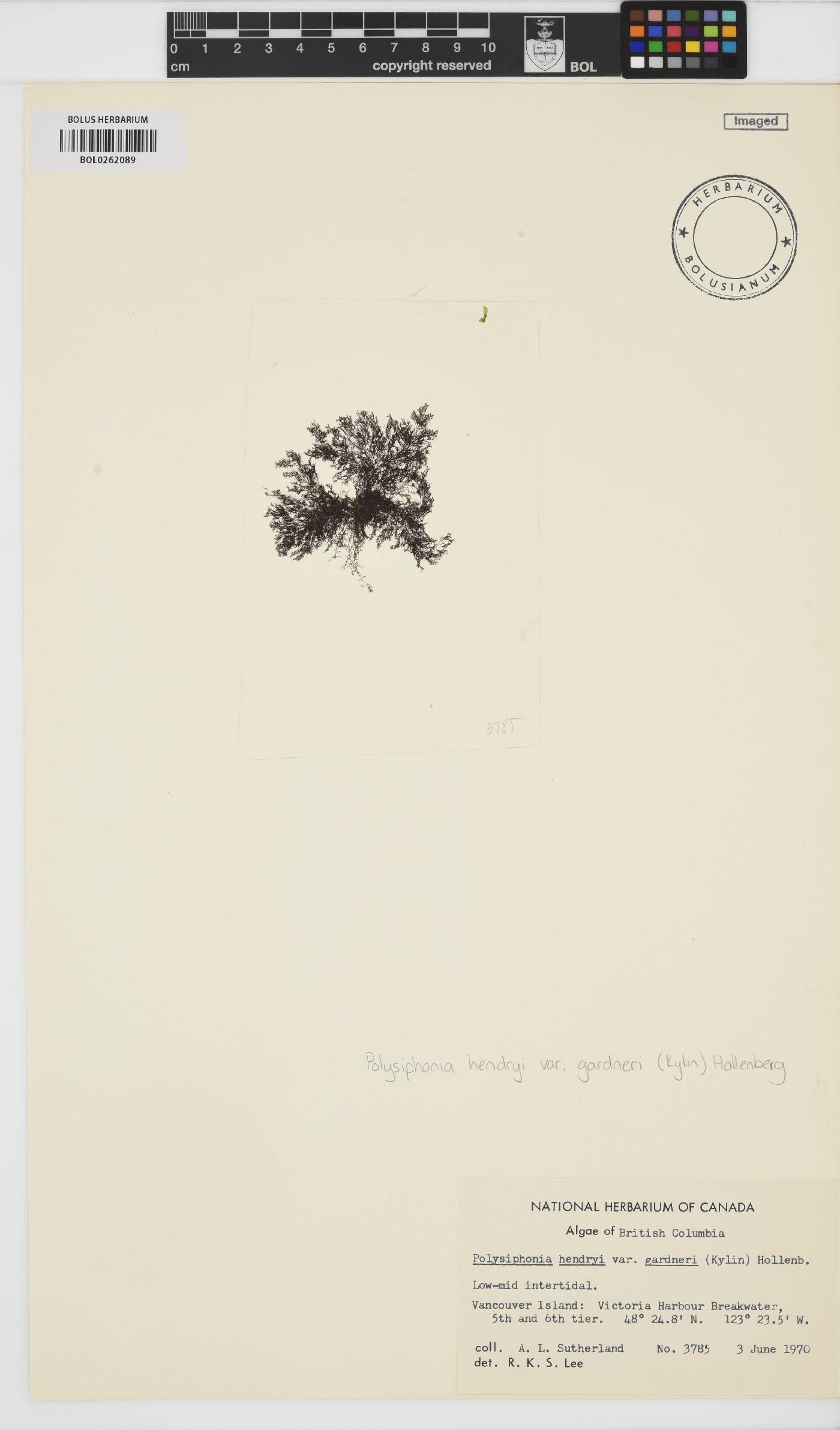 Vertebrata hendryi image