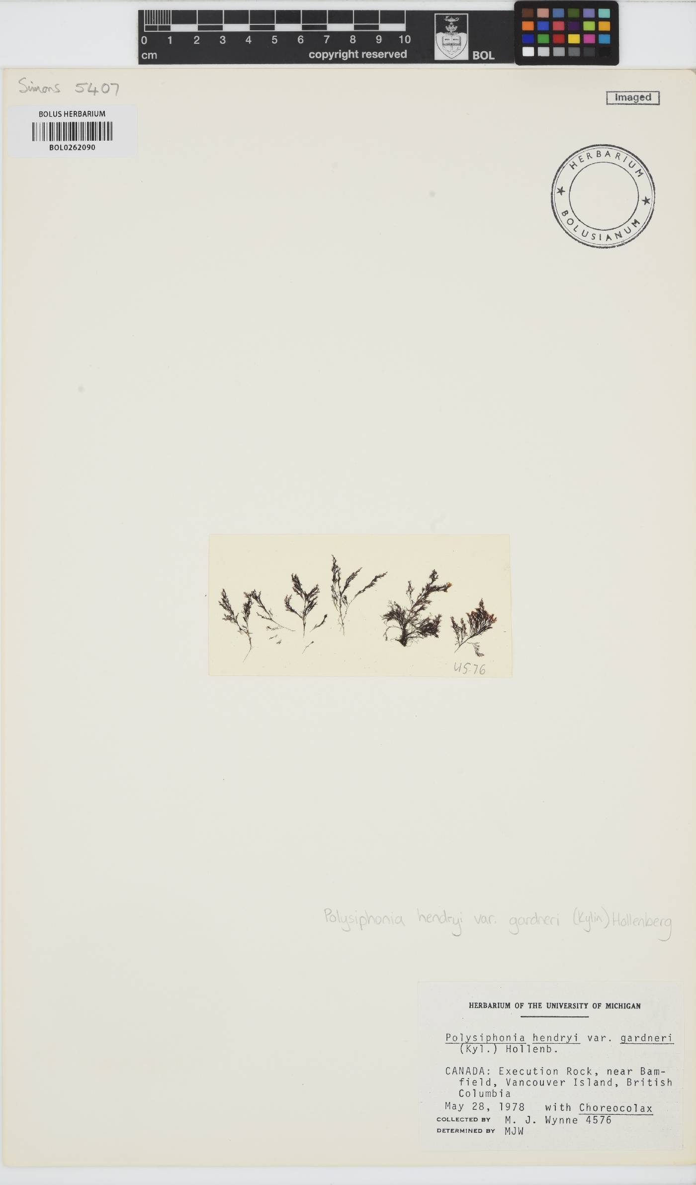 Vertebrata hendryi image
