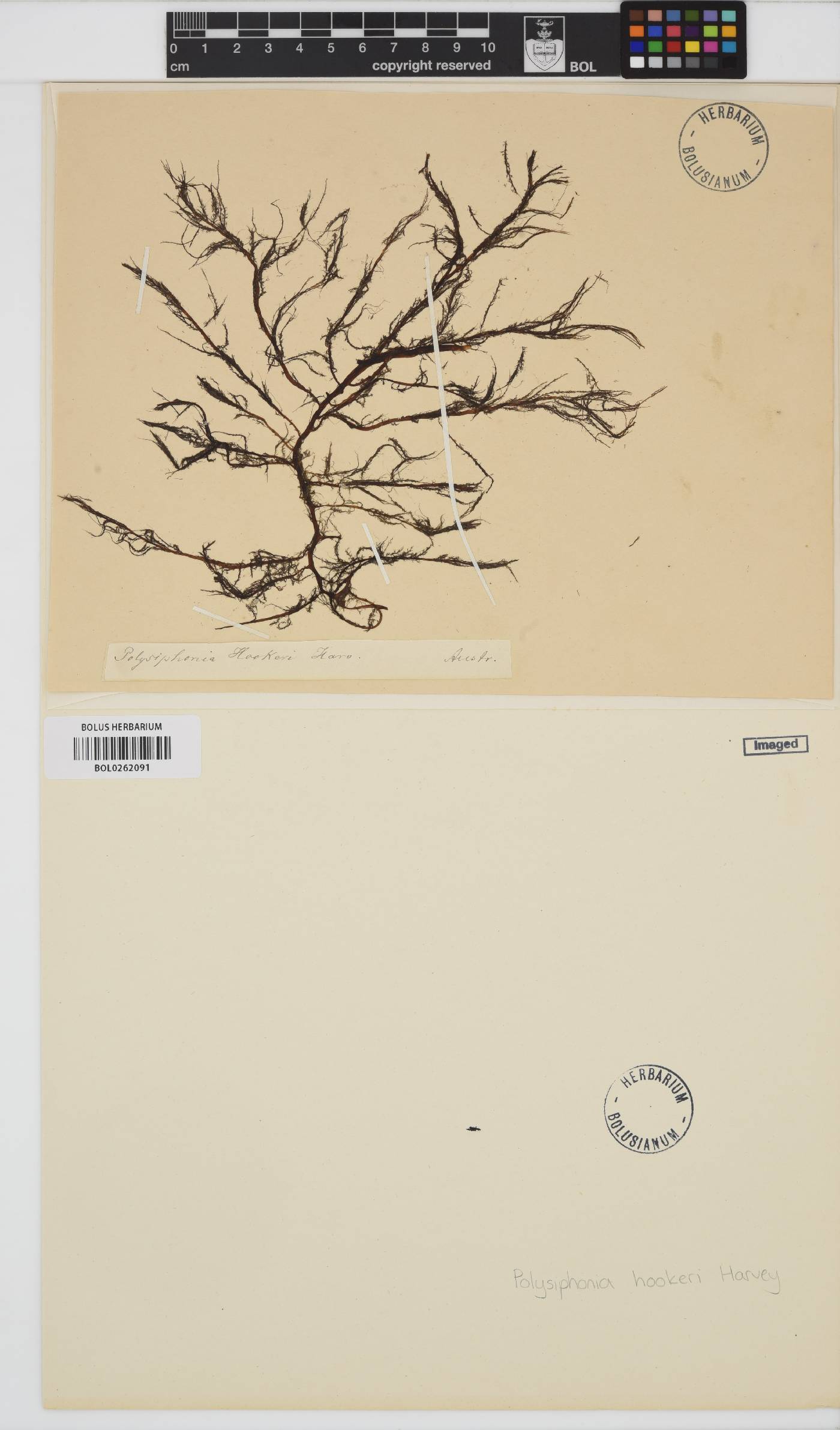 Echinothamnion hookeri image