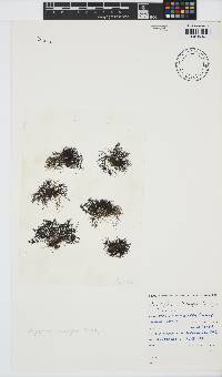 Melanothamnus incomptus image
