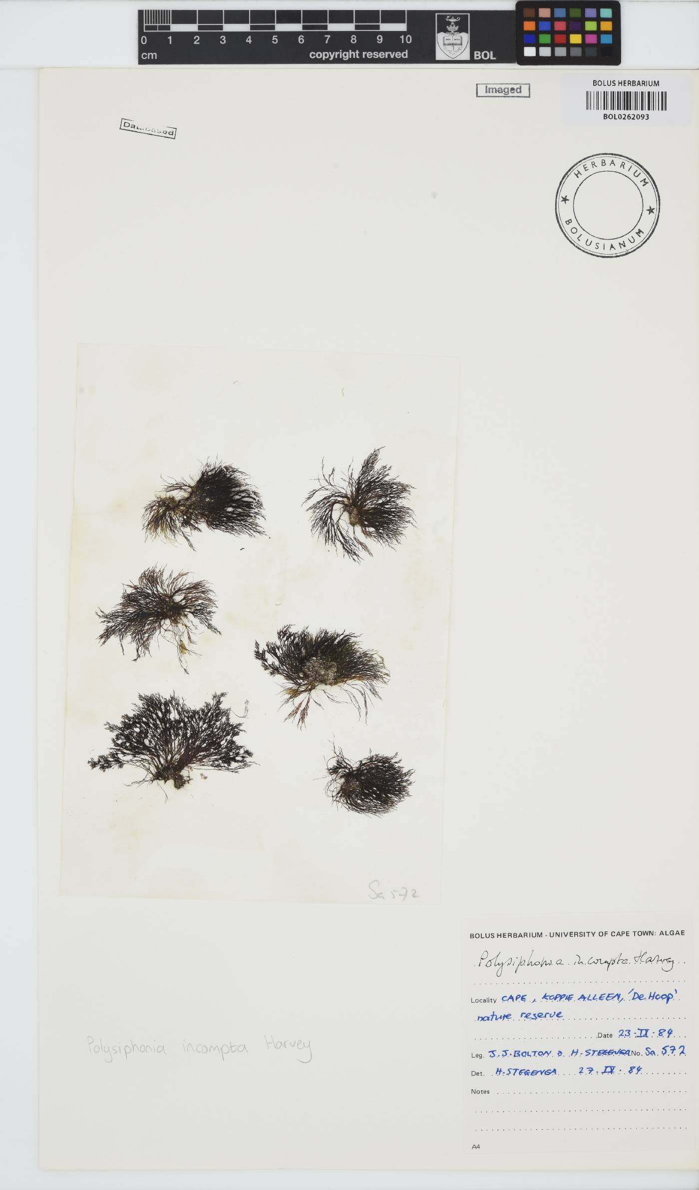 Melanothamnus incomptus image