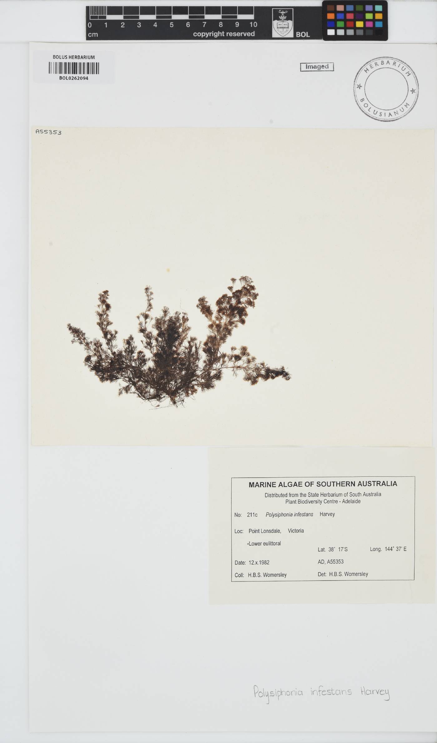 Melanothamnus infestans image
