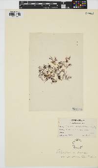 Melanothamnus harveyi image