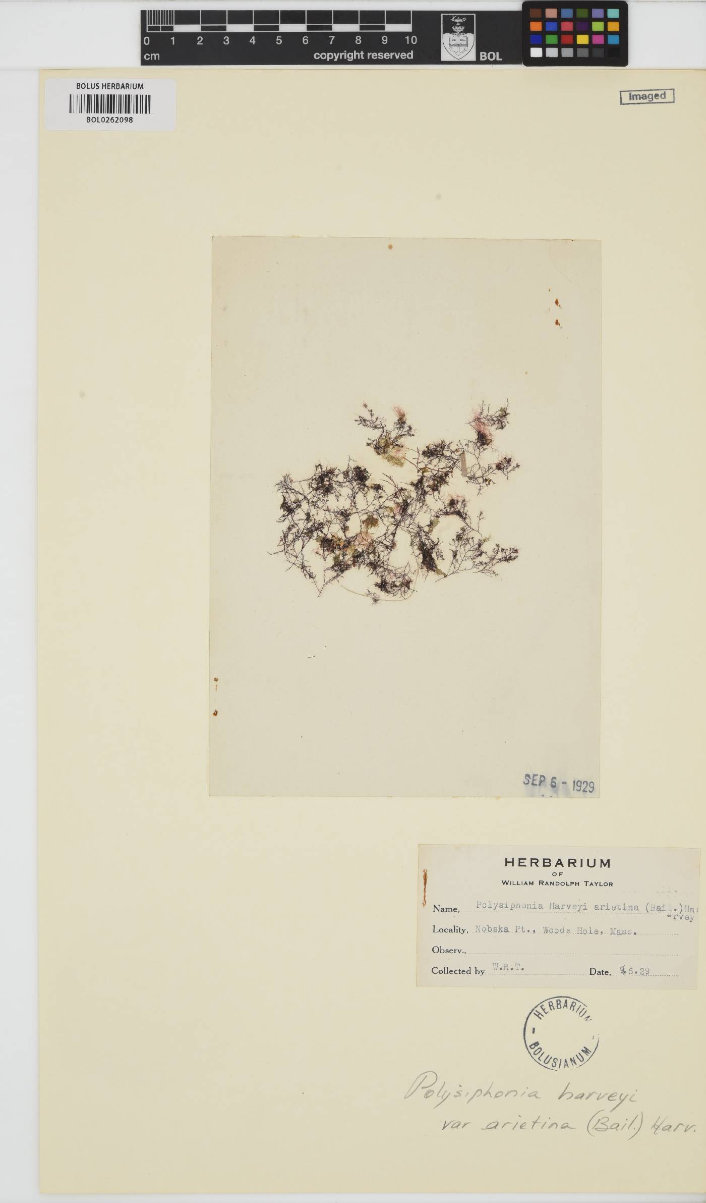 Melanothamnus harveyi image