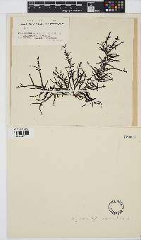 Image of Echinothamnion lyallii
