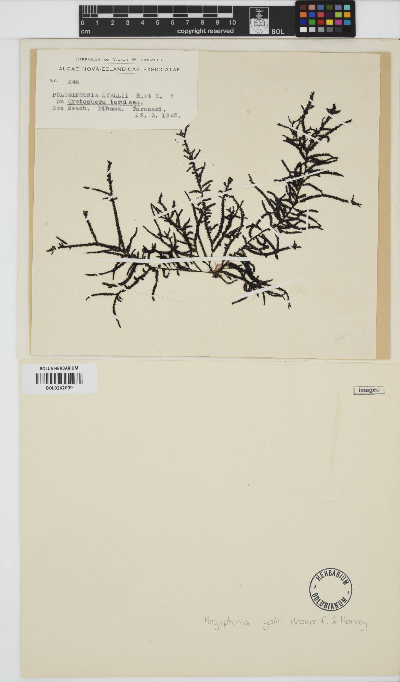 Echinothamnion lyallii image