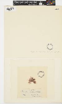 Image of Bryocladia atlantica