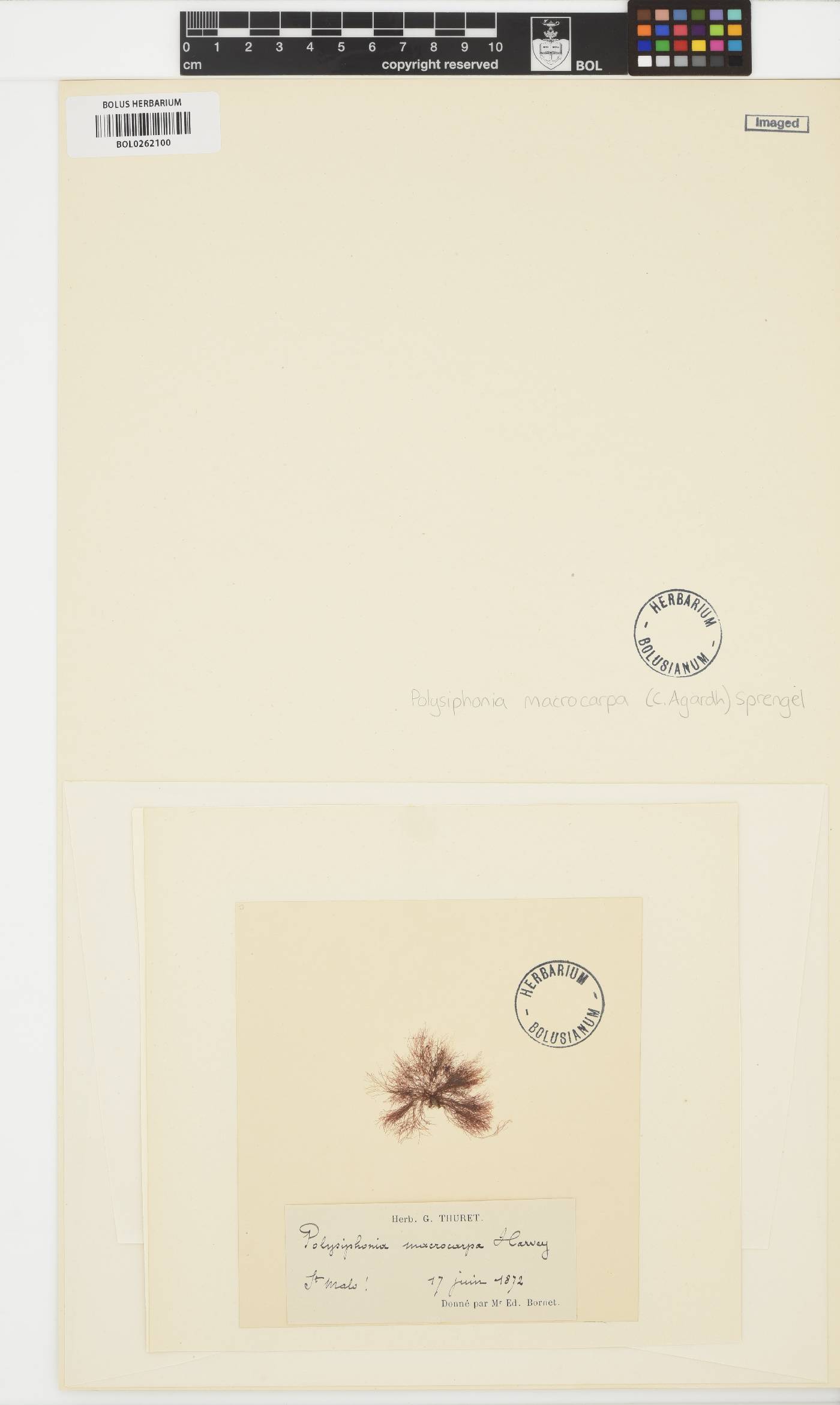 Bryocladia atlantica image