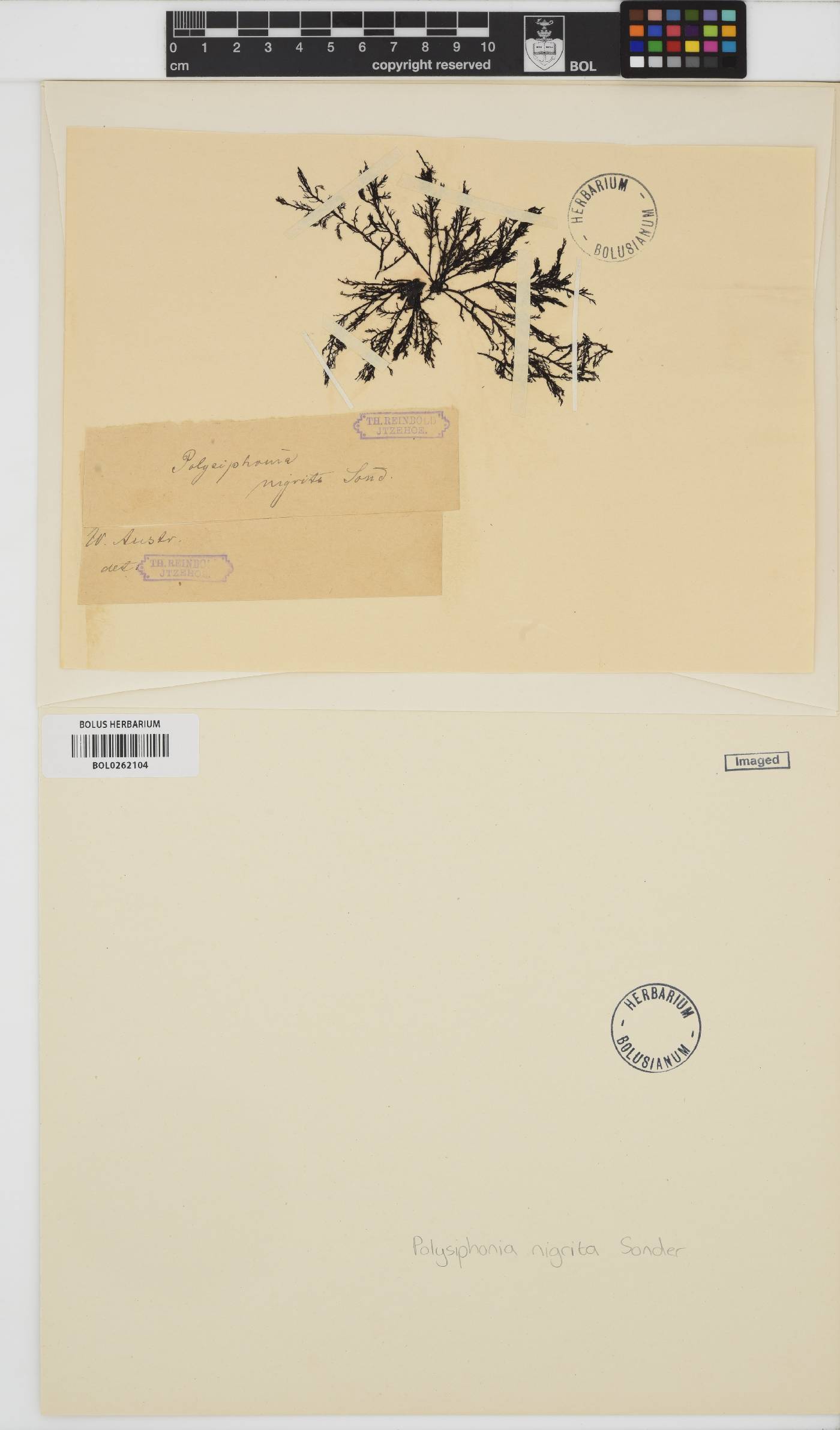 Vertebrata decipiens image