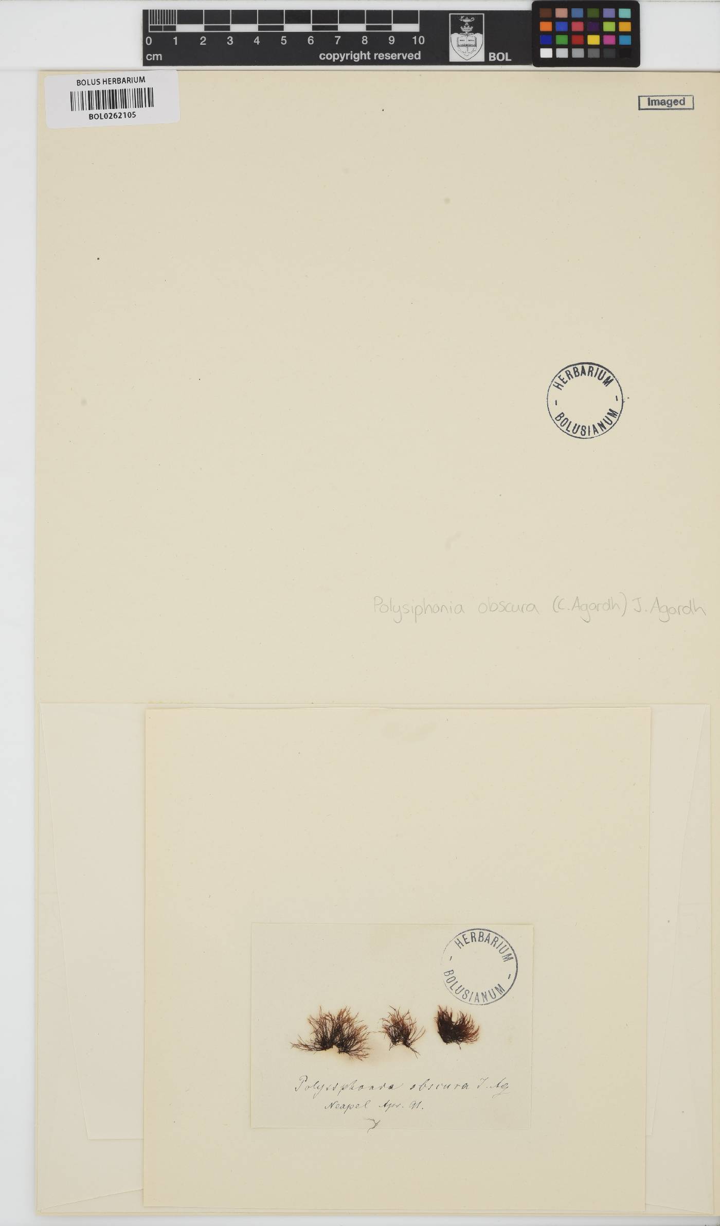 Lophosiphonia obscura image