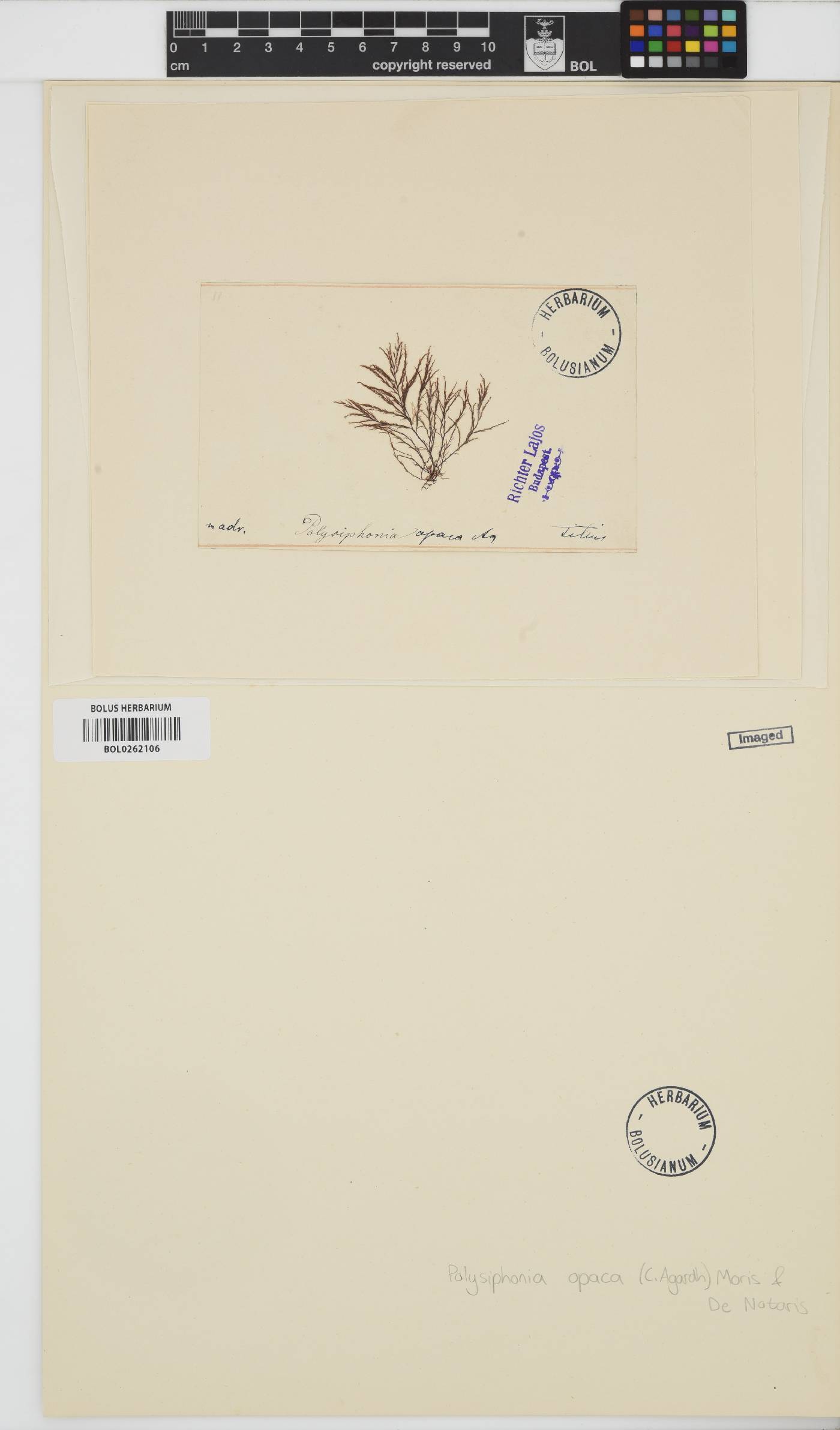 Polysiphonia opaca image