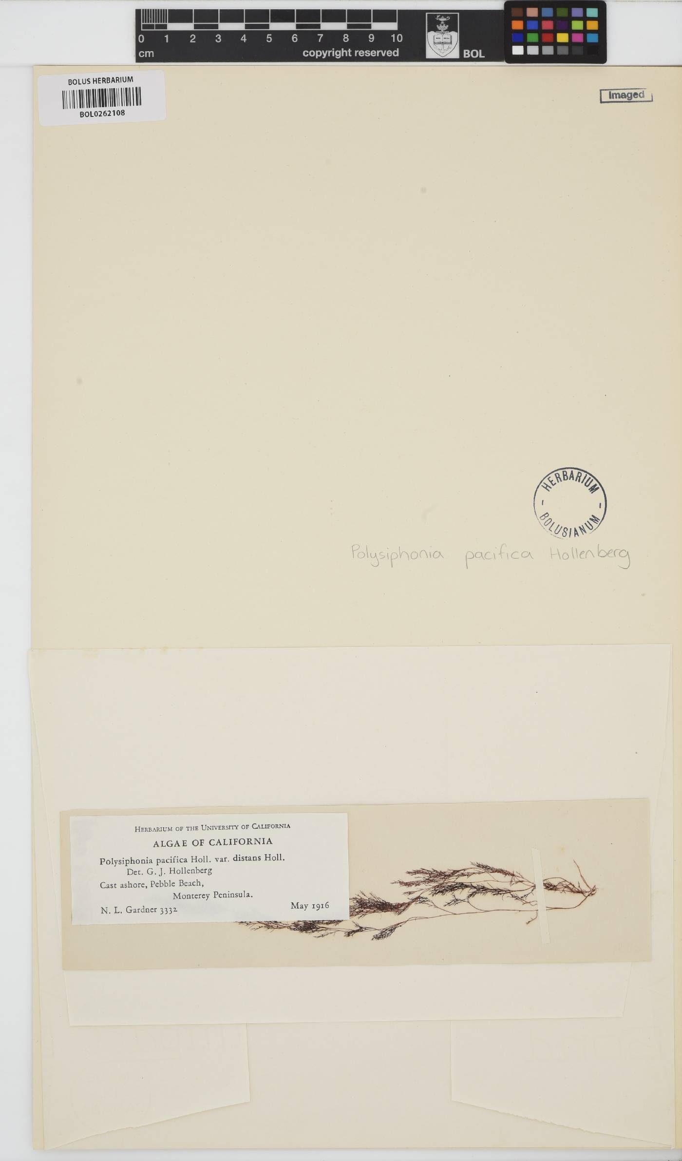 Polysiphonia pacifica image