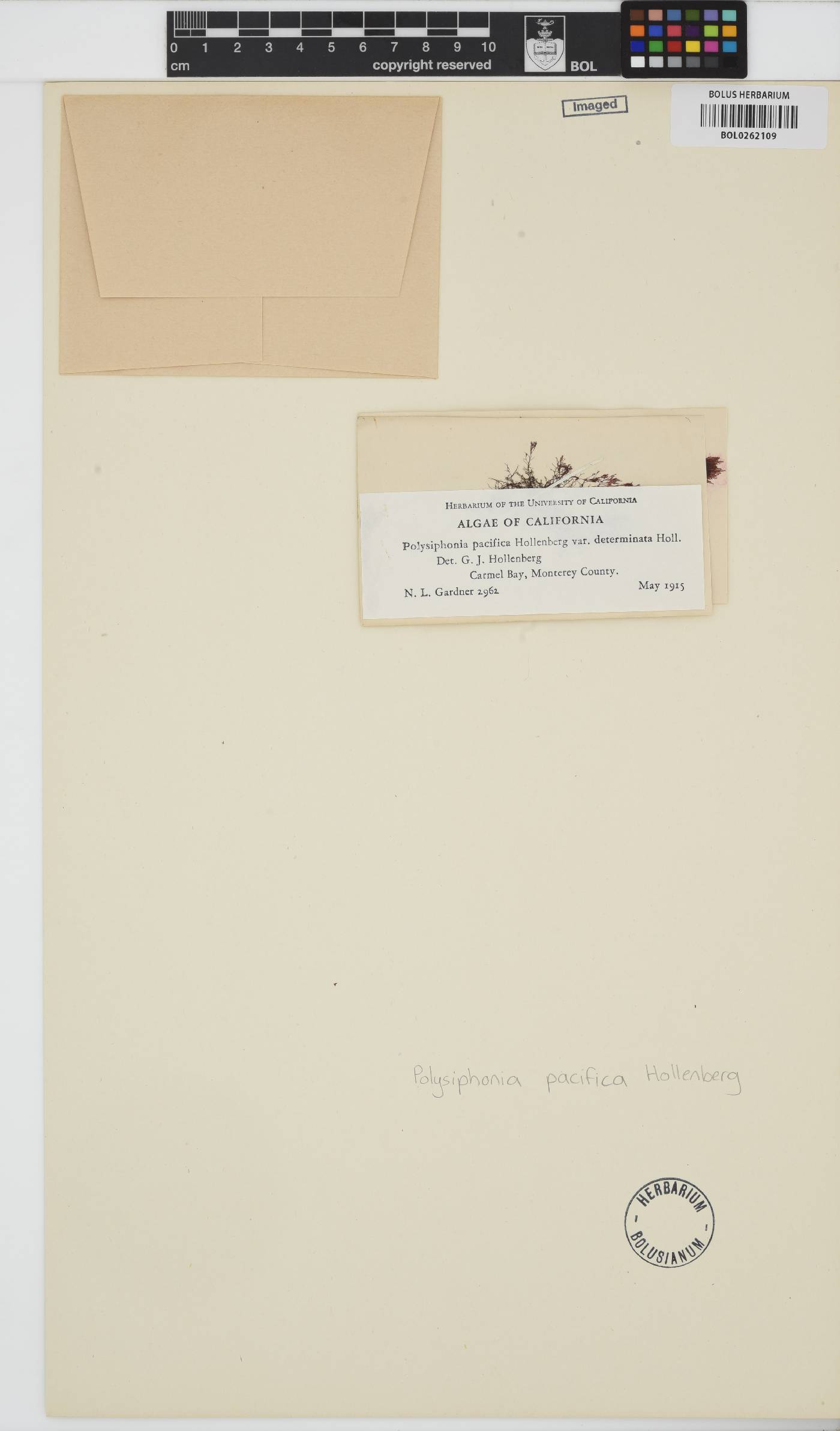 Polysiphonia pacifica image