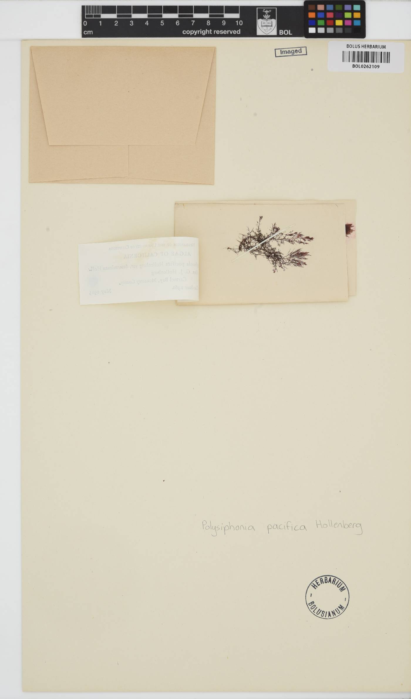 Polysiphonia pacifica image