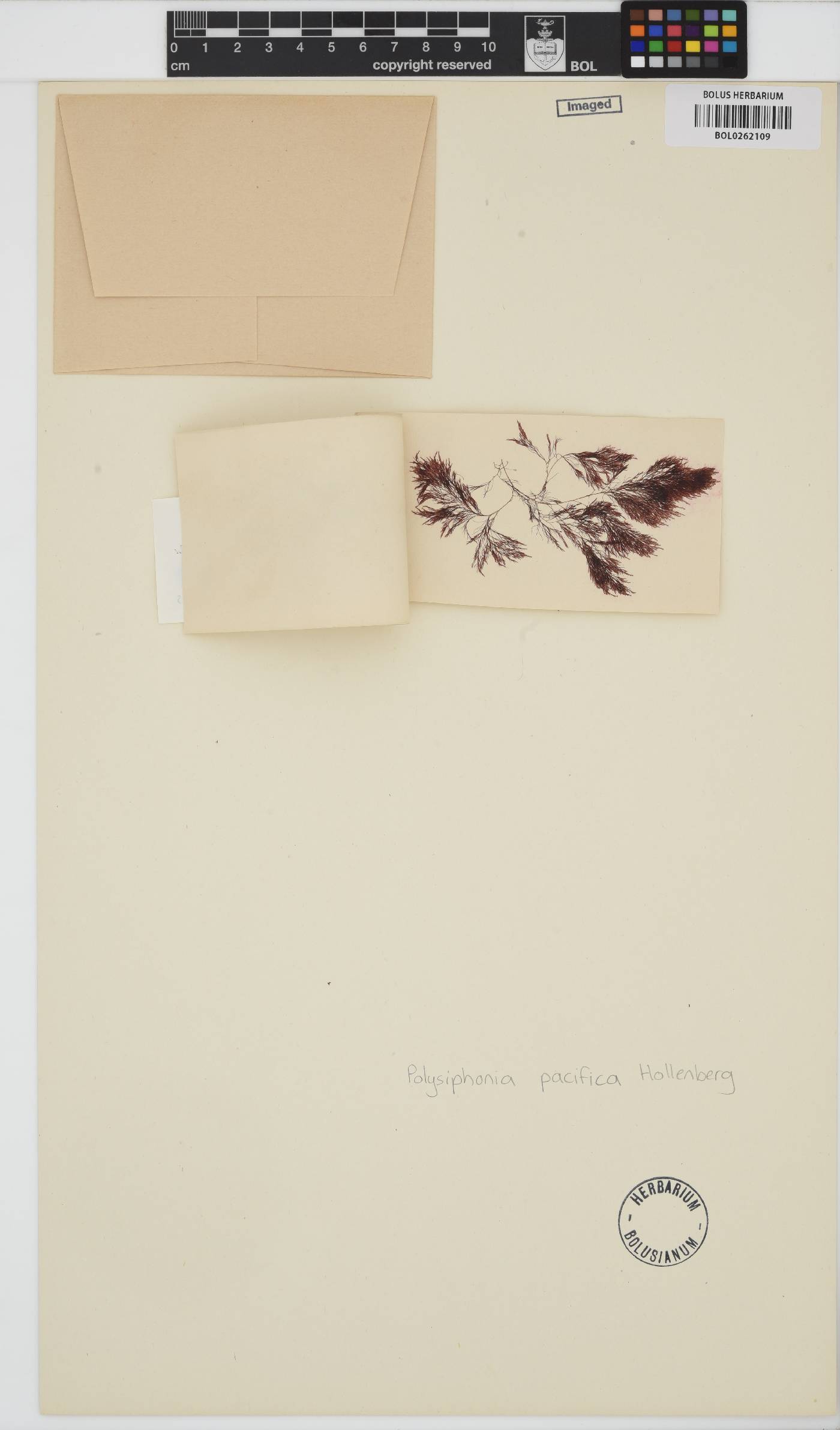 Polysiphonia pacifica image