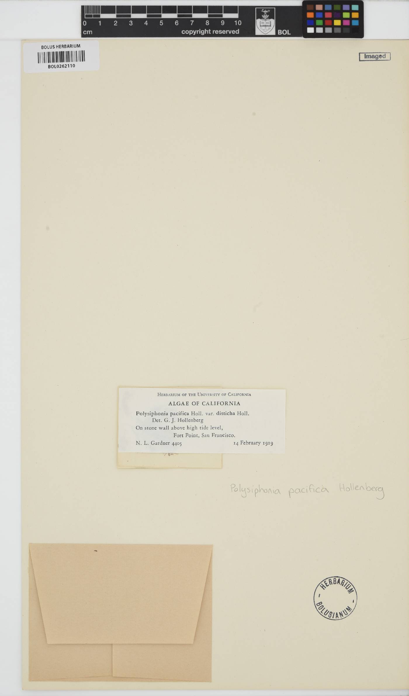 Polysiphonia pacifica image