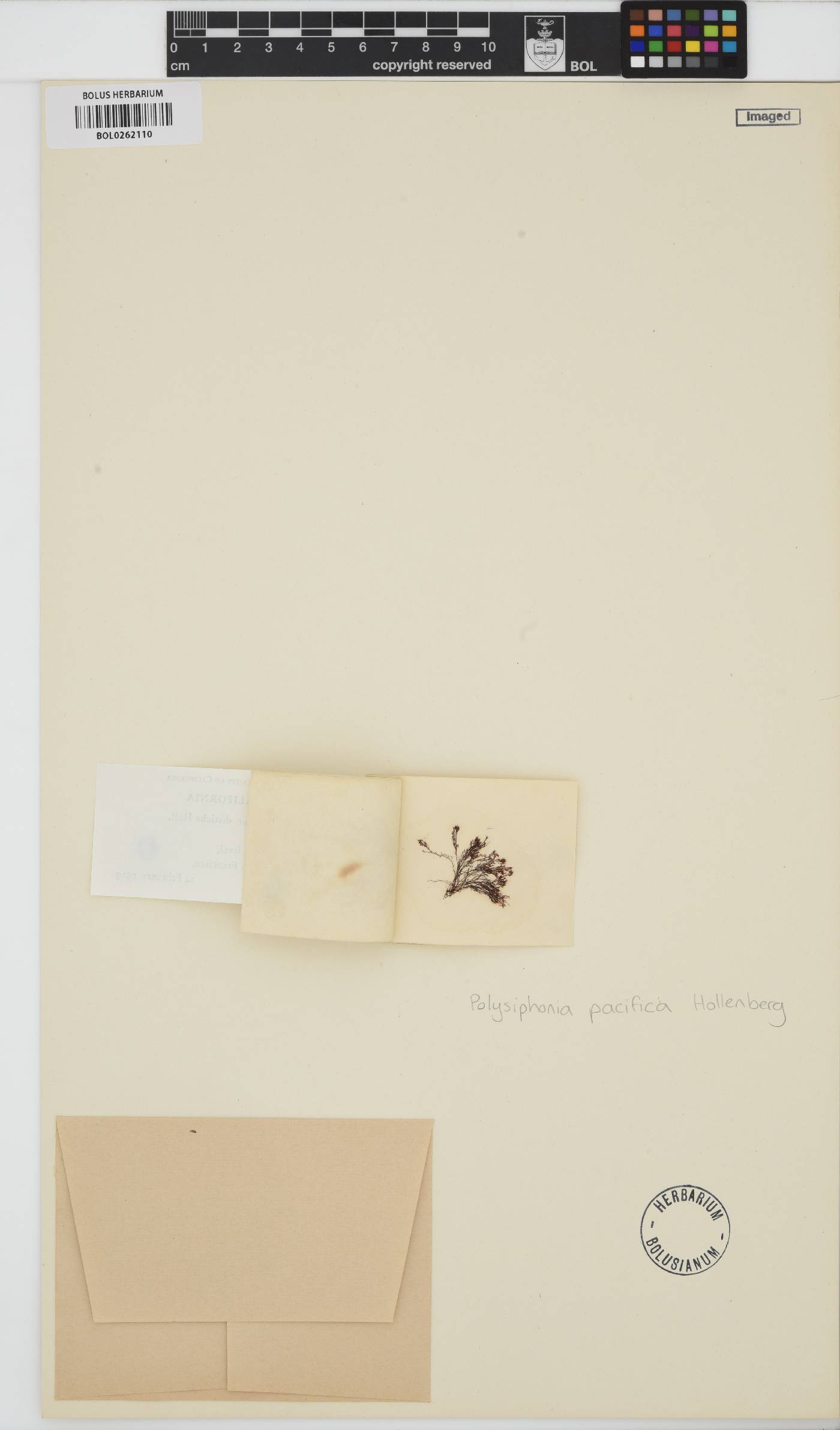 Polysiphonia pacifica image
