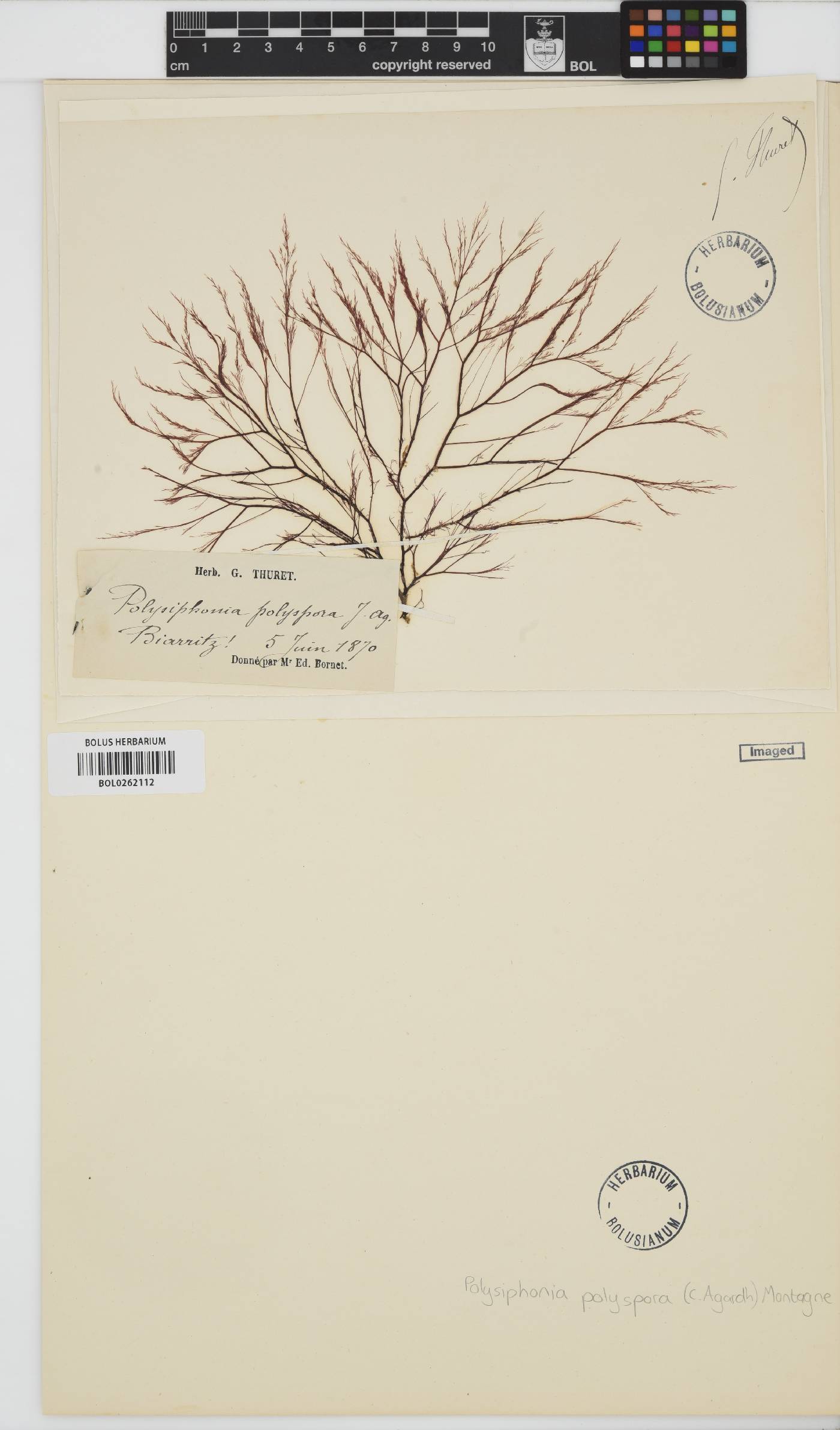 Polysiphonia polyspora image