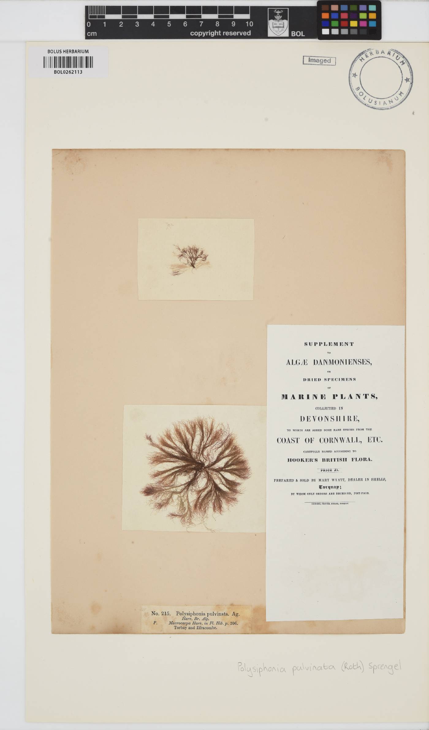 Polysiphonia pulvinata image