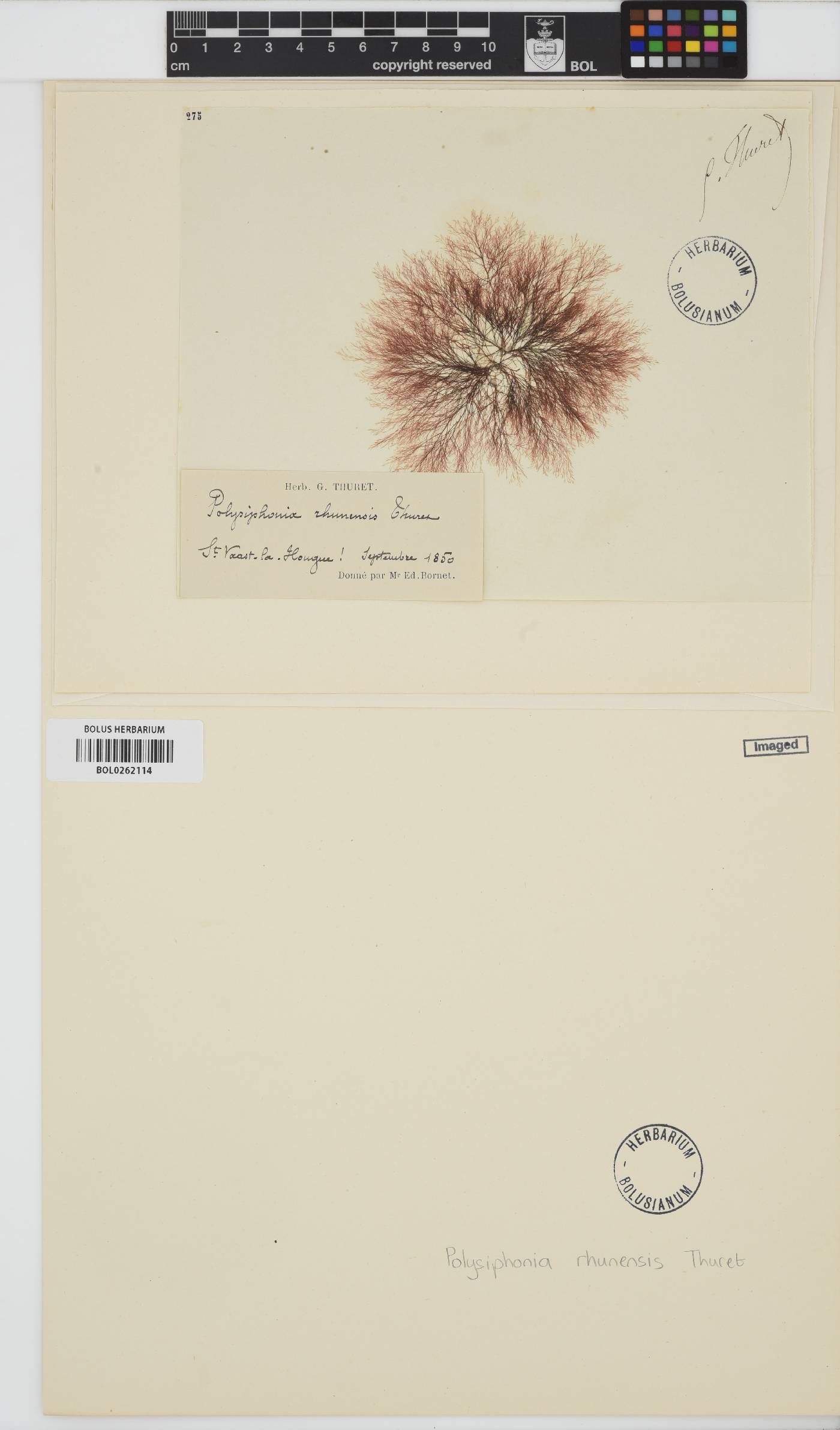 Polysiphonia rhunensis image