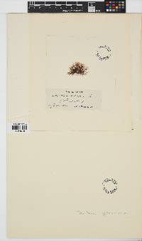Bryocladia scopulorum image