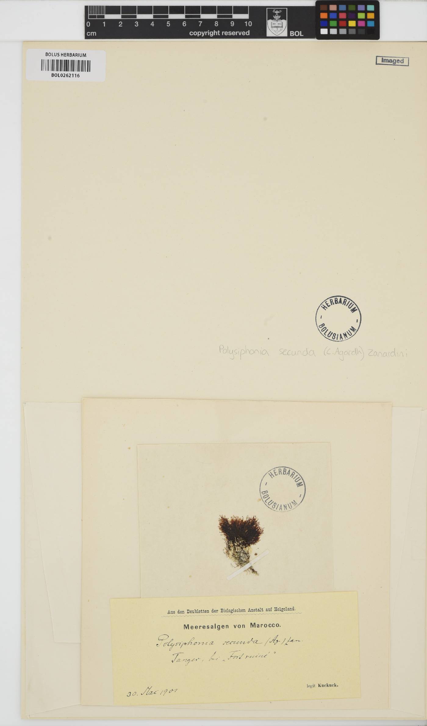 Herposiphonia secunda image