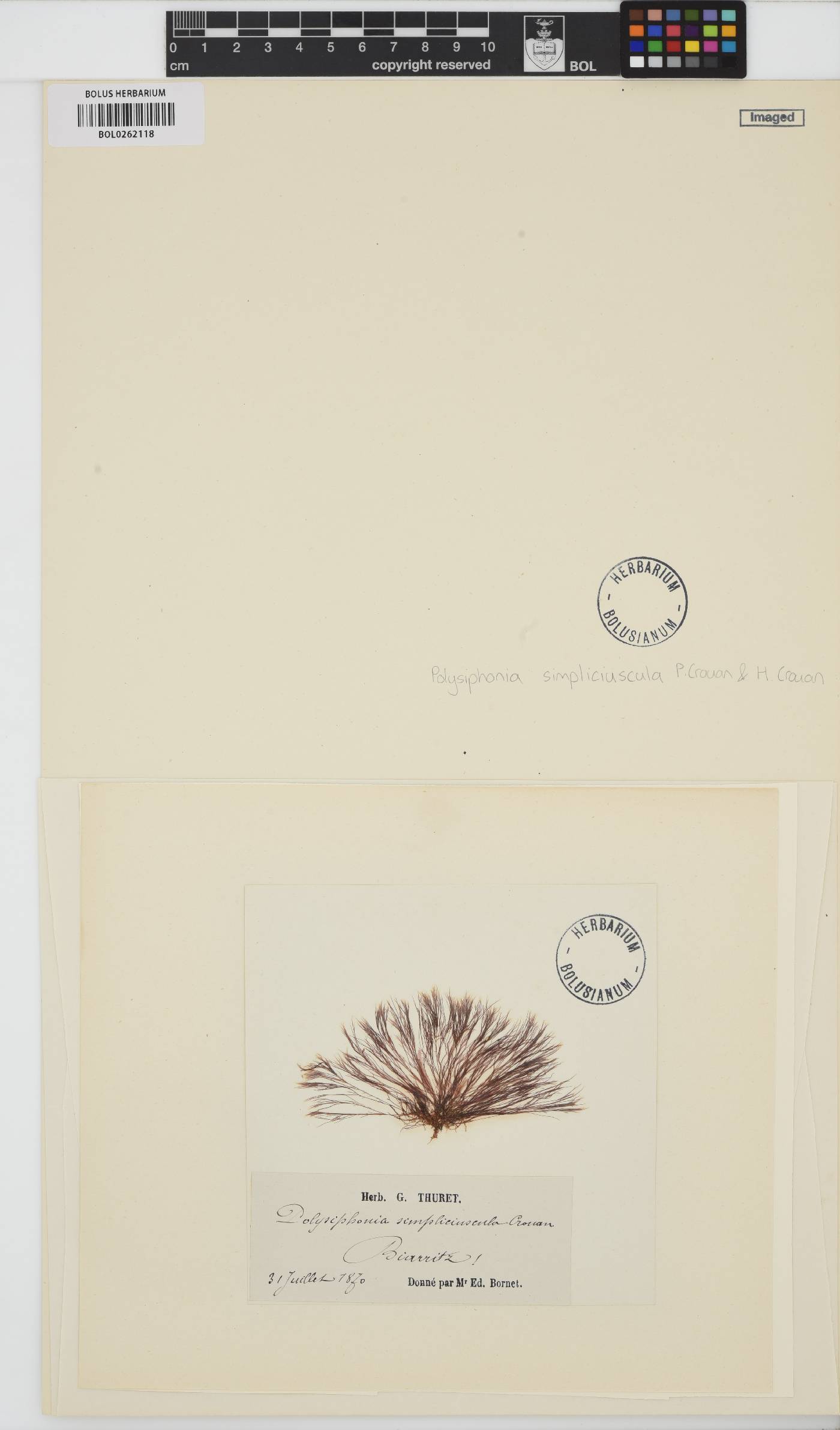 Ophidocladus simpliciusculus image