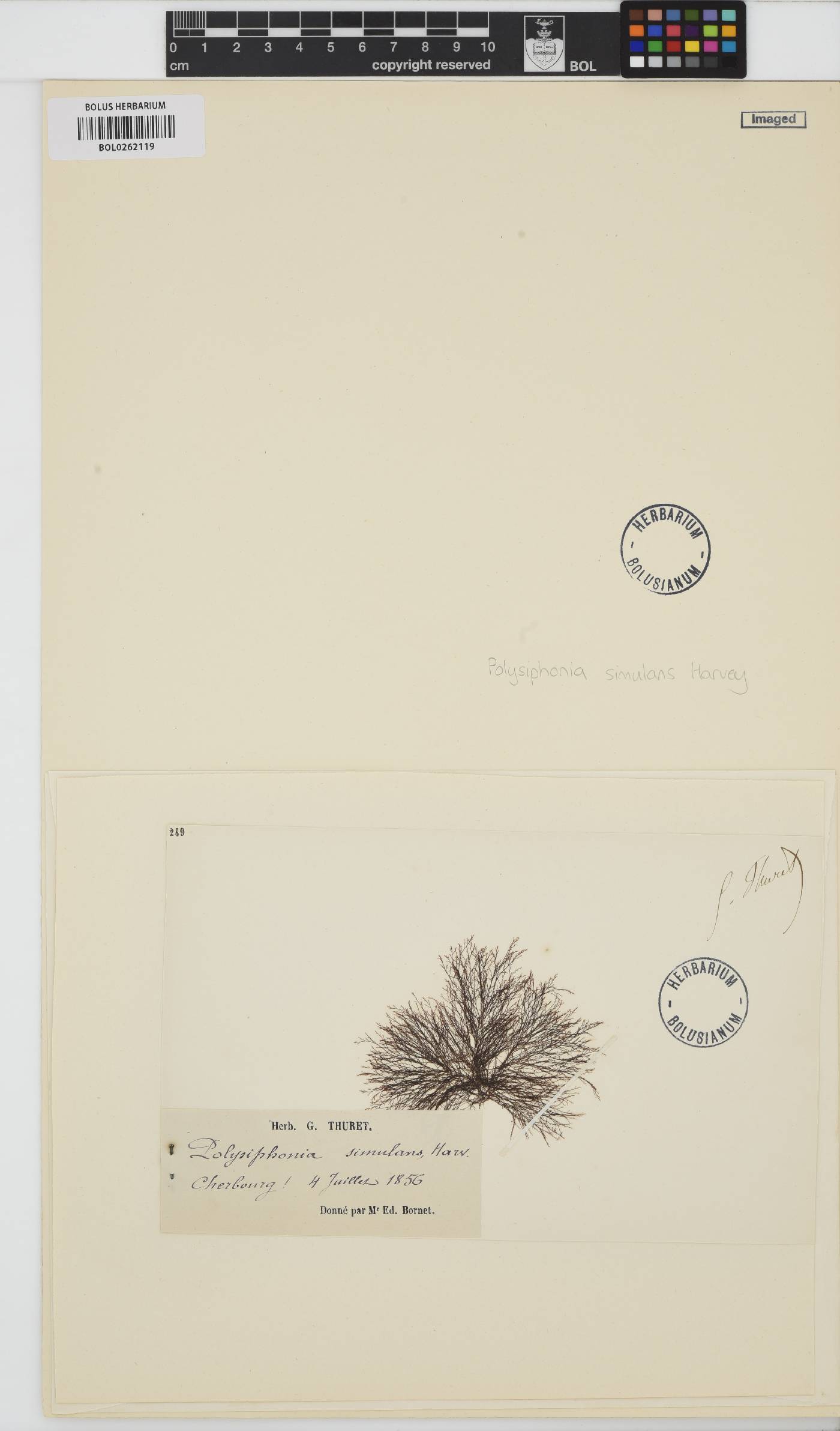 Vertebrata simulans image