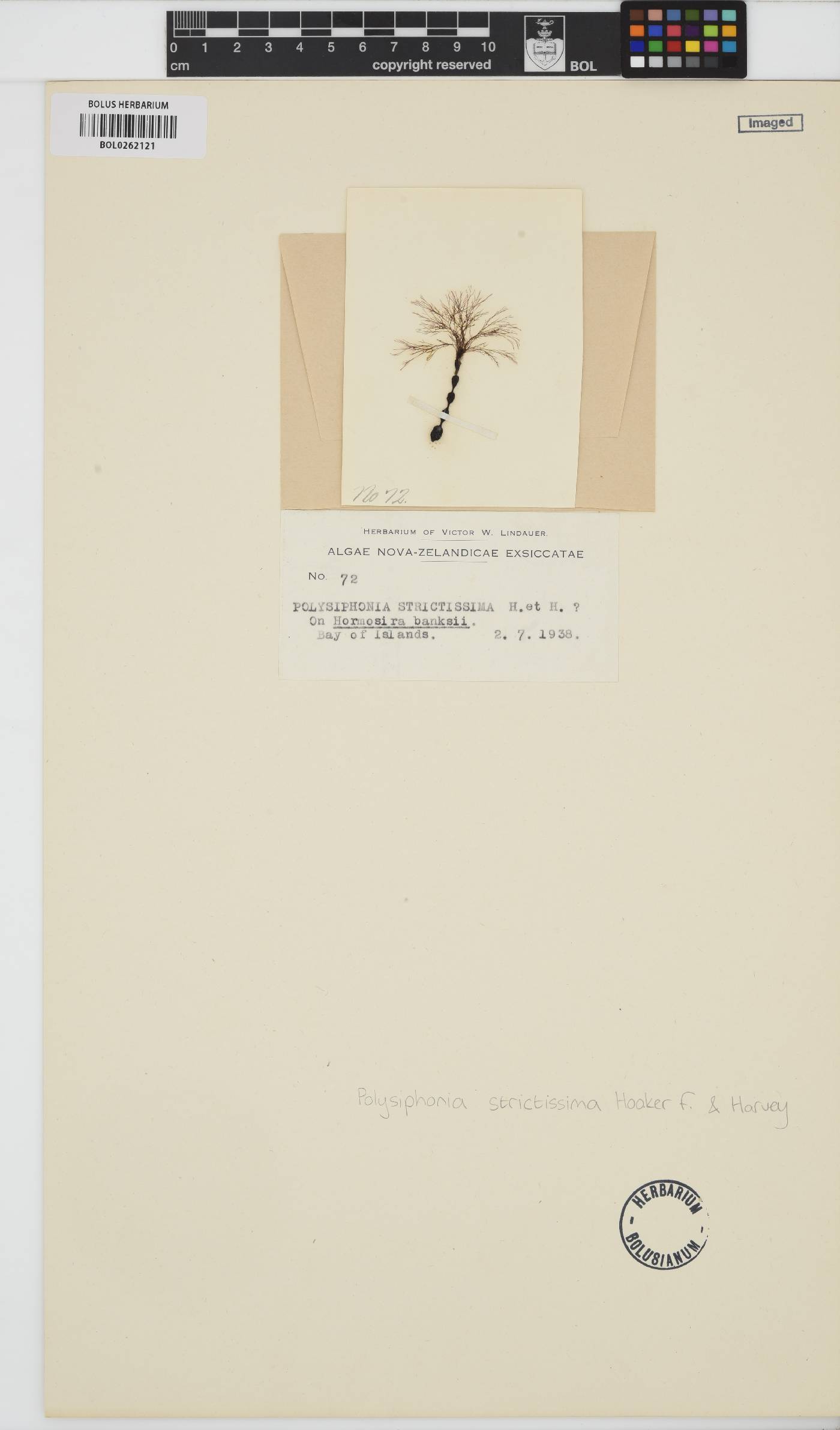Melanothamnus strictissimus image