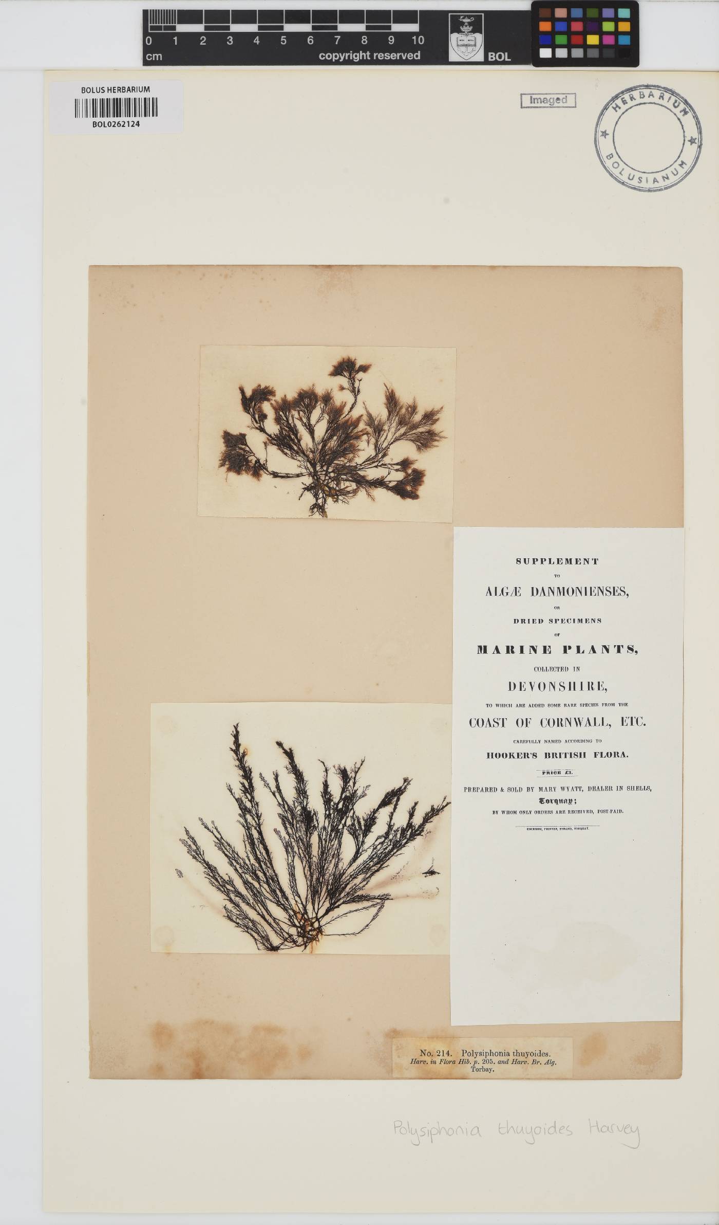 Vertebrata thuyoides image