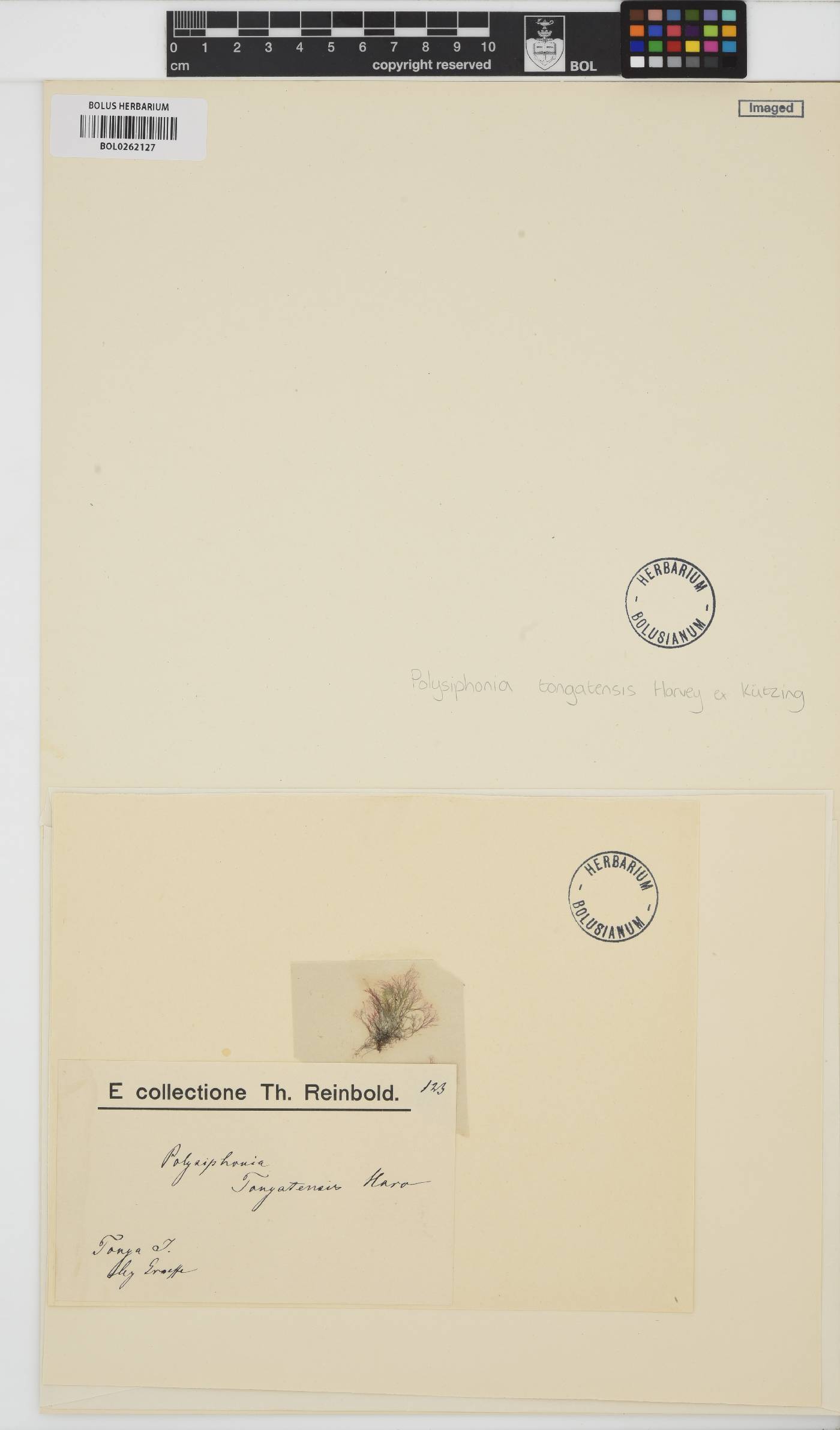 Melanothamnus tongatensis image