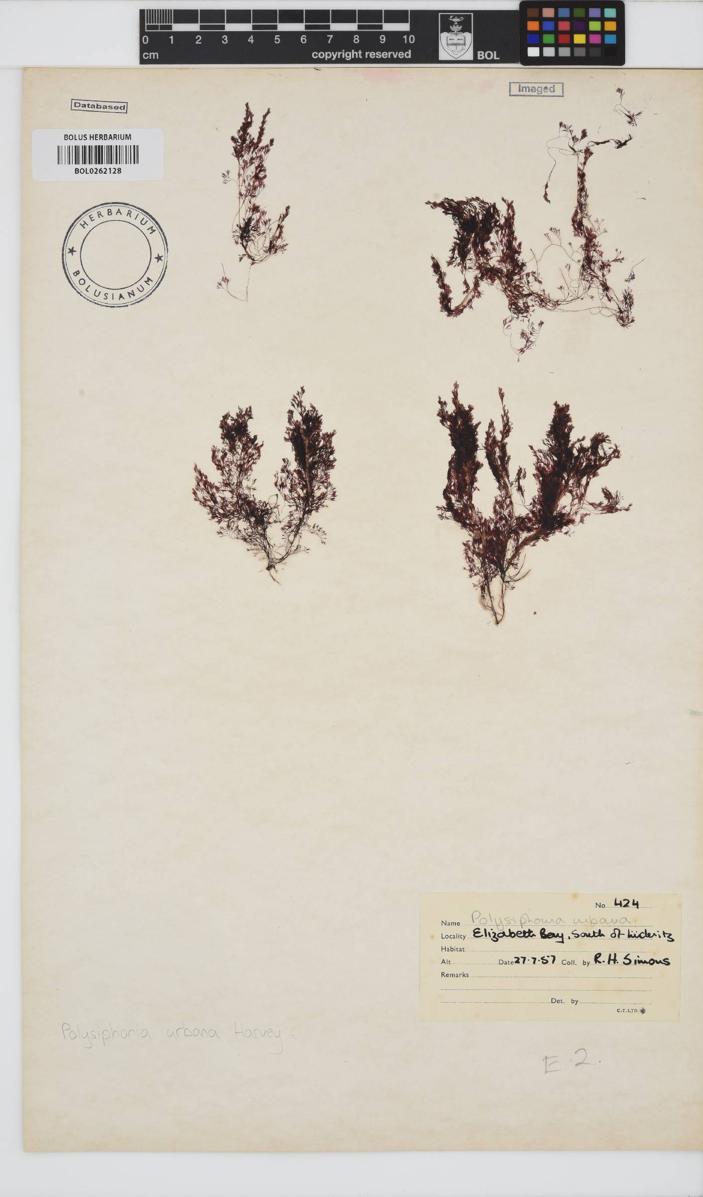 Vertebrata urbana image