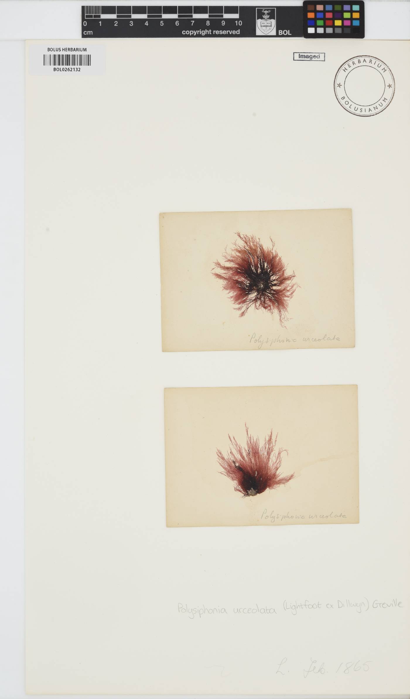 Polysiphonia stricta image
