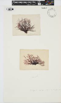 Polysiphonia stricta image