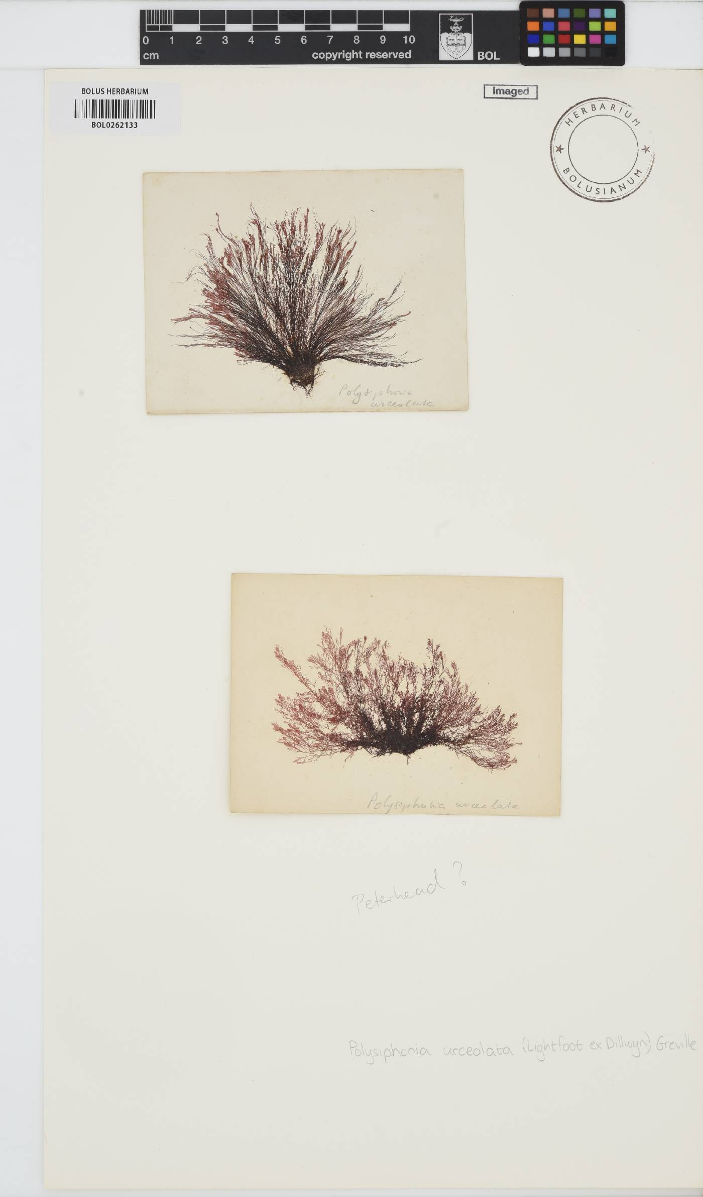 Polysiphonia stricta image