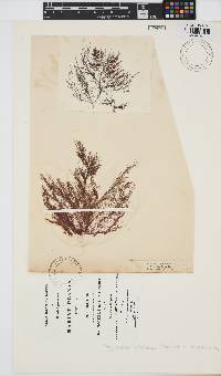 Polysiphonia stricta image
