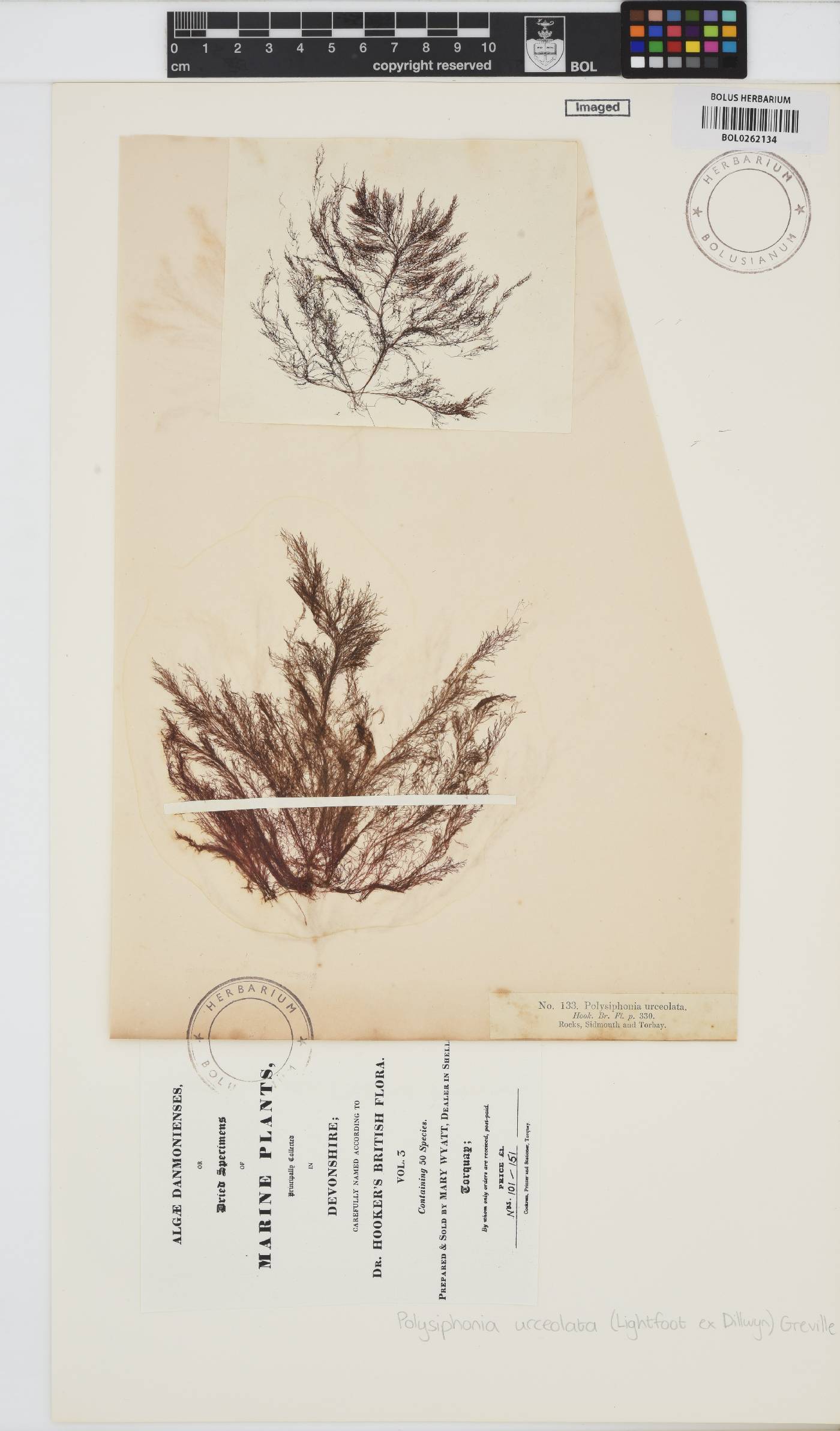 Polysiphonia stricta image