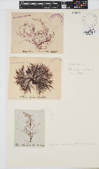 Polysiphonia stricta image