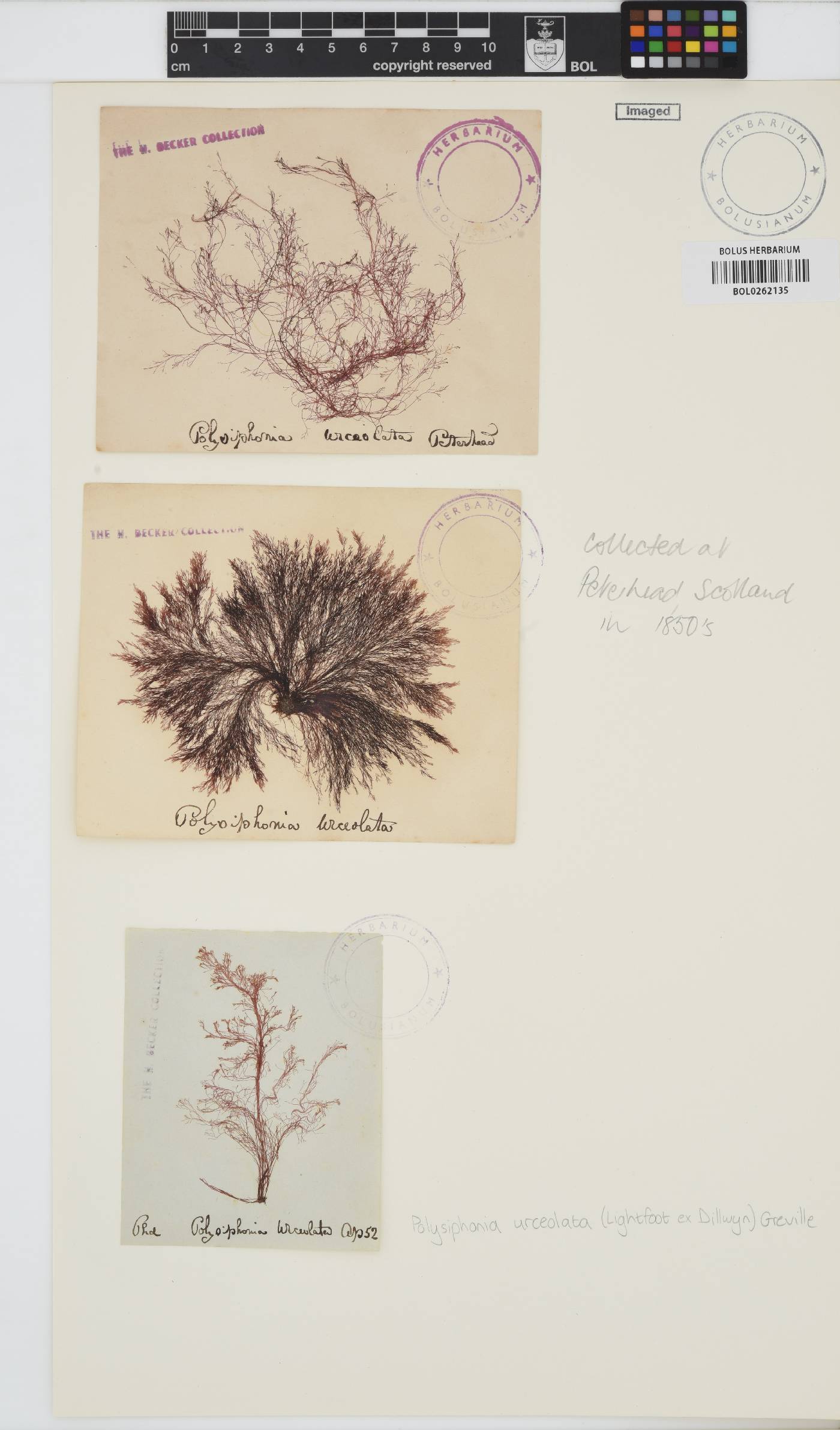 Polysiphonia image