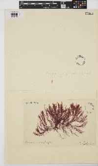 Polysiphonia stricta image