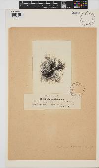 Image of Polysiphonia subtilissima