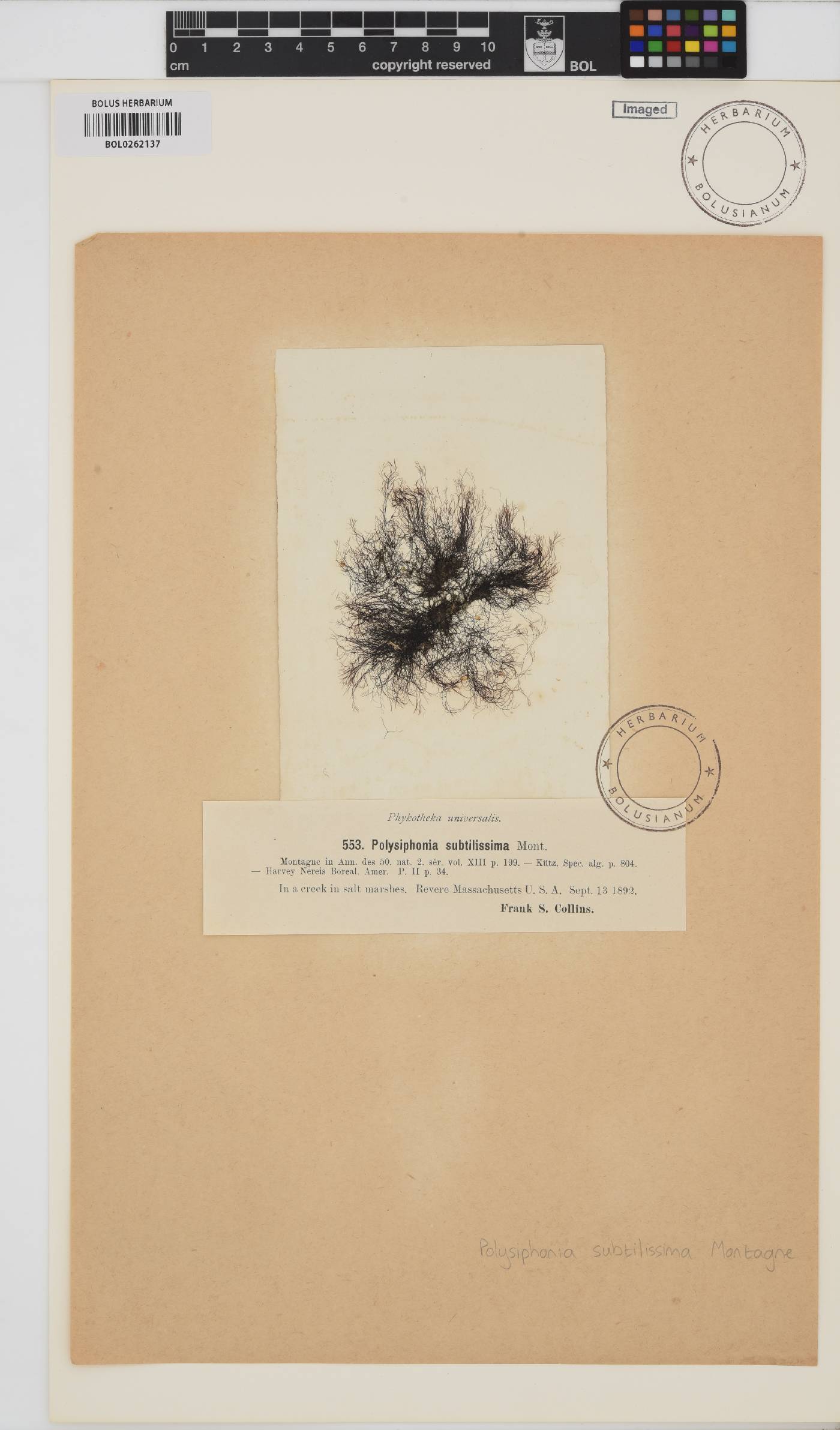 Polysiphonia subtilissima image