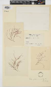 Carradoriella denudata image