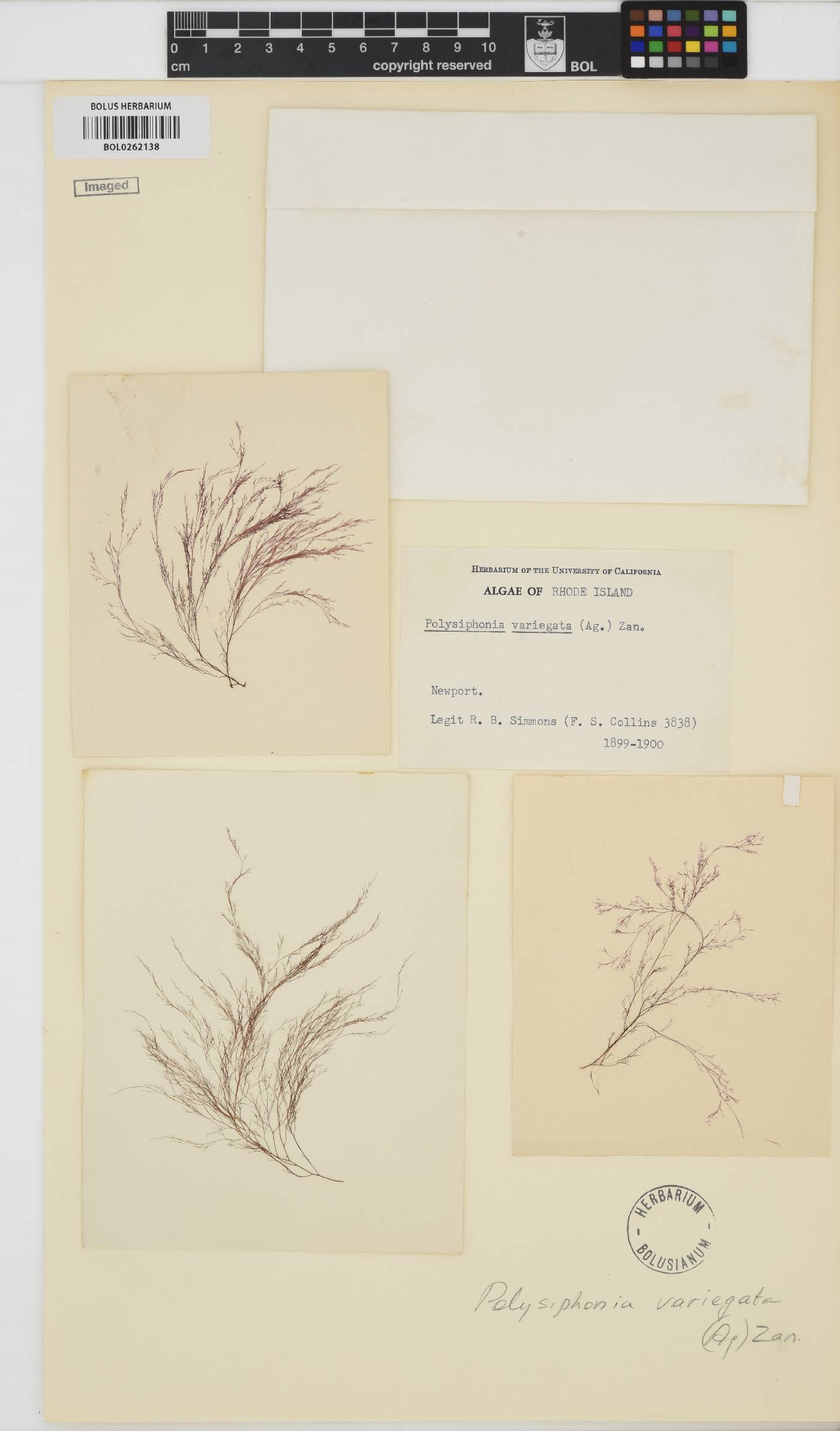 Carradoriella denudata image