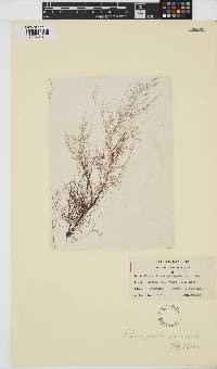 Carradoriella denudata image