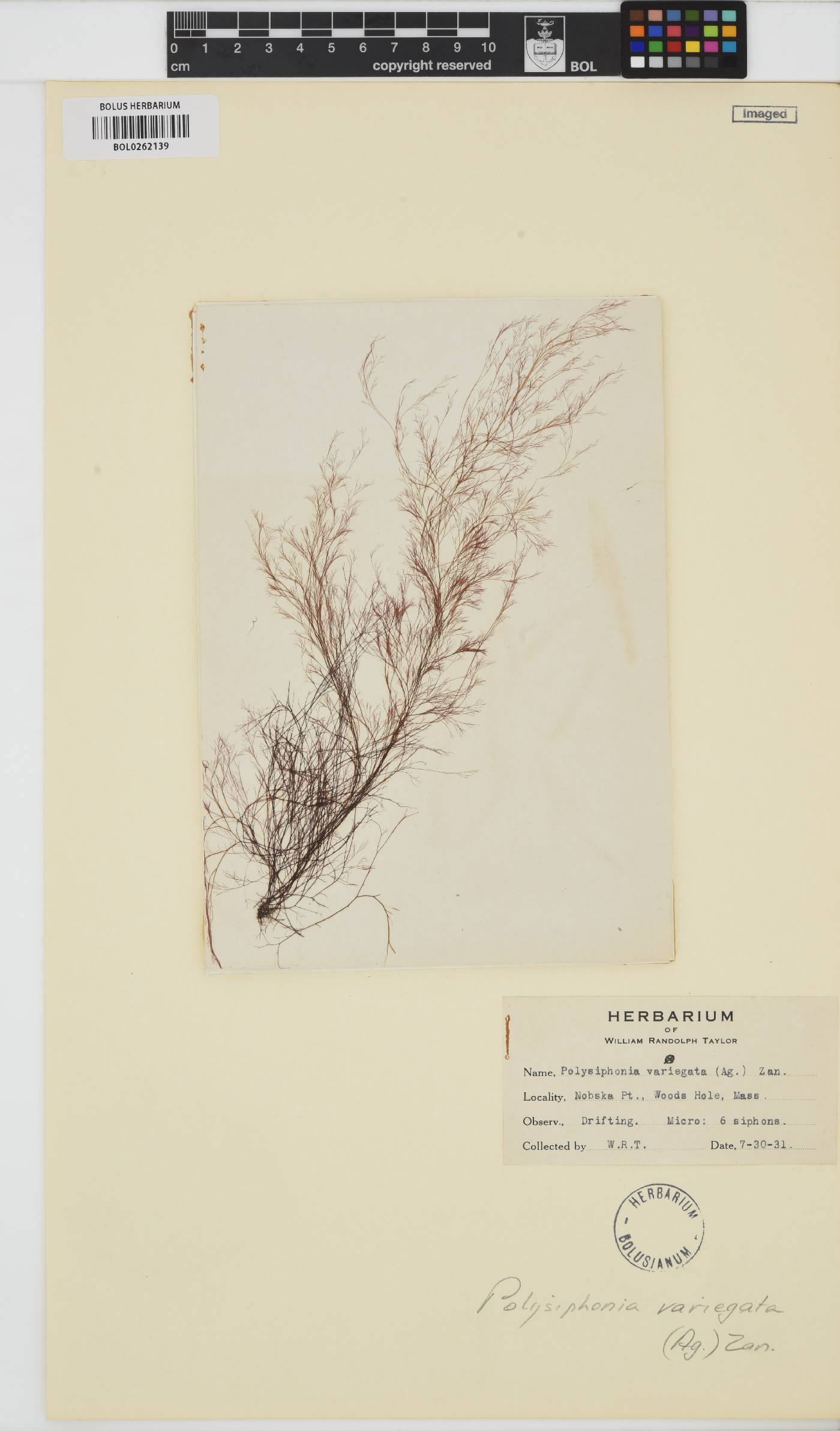 Carradoriella denudata image