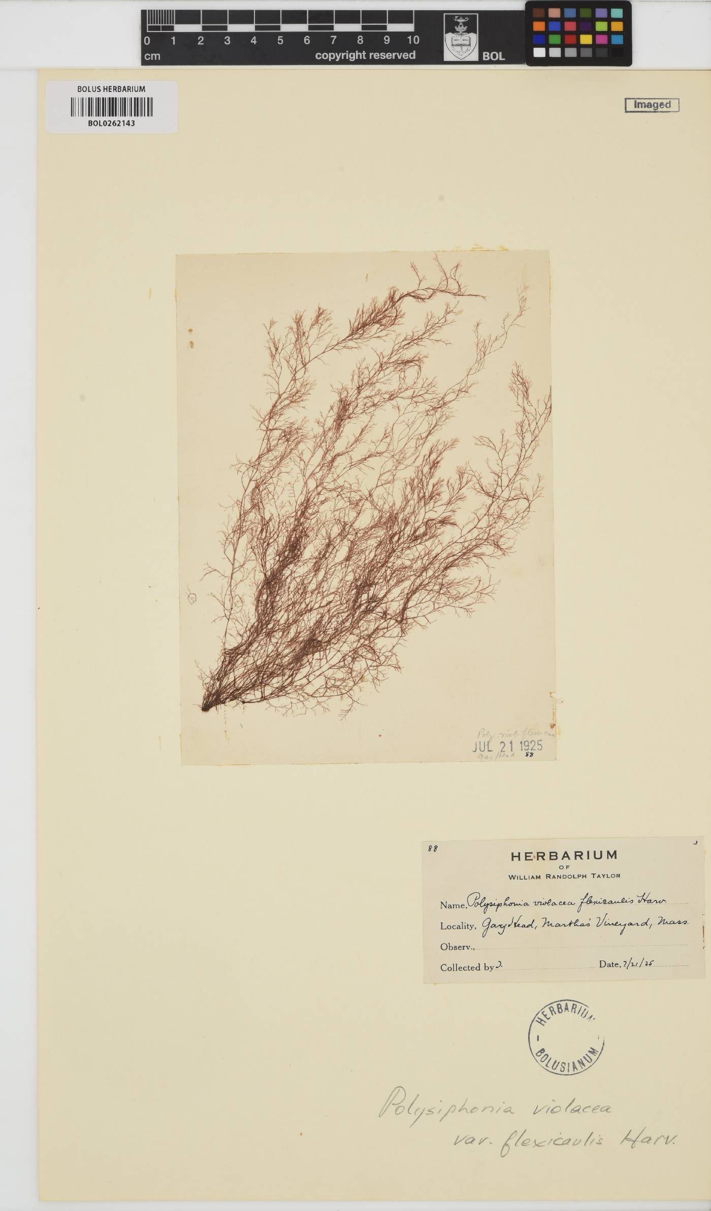 Leptosiphonia flexicaulis image