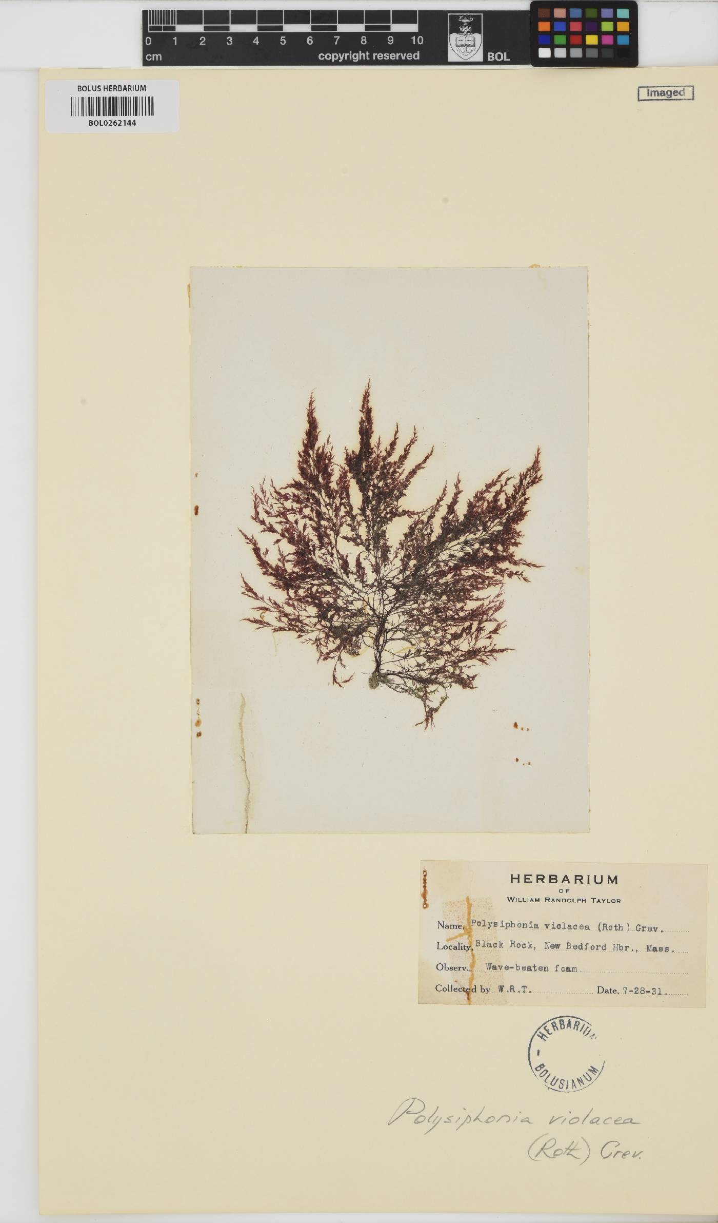 Vertebrata fucoides image